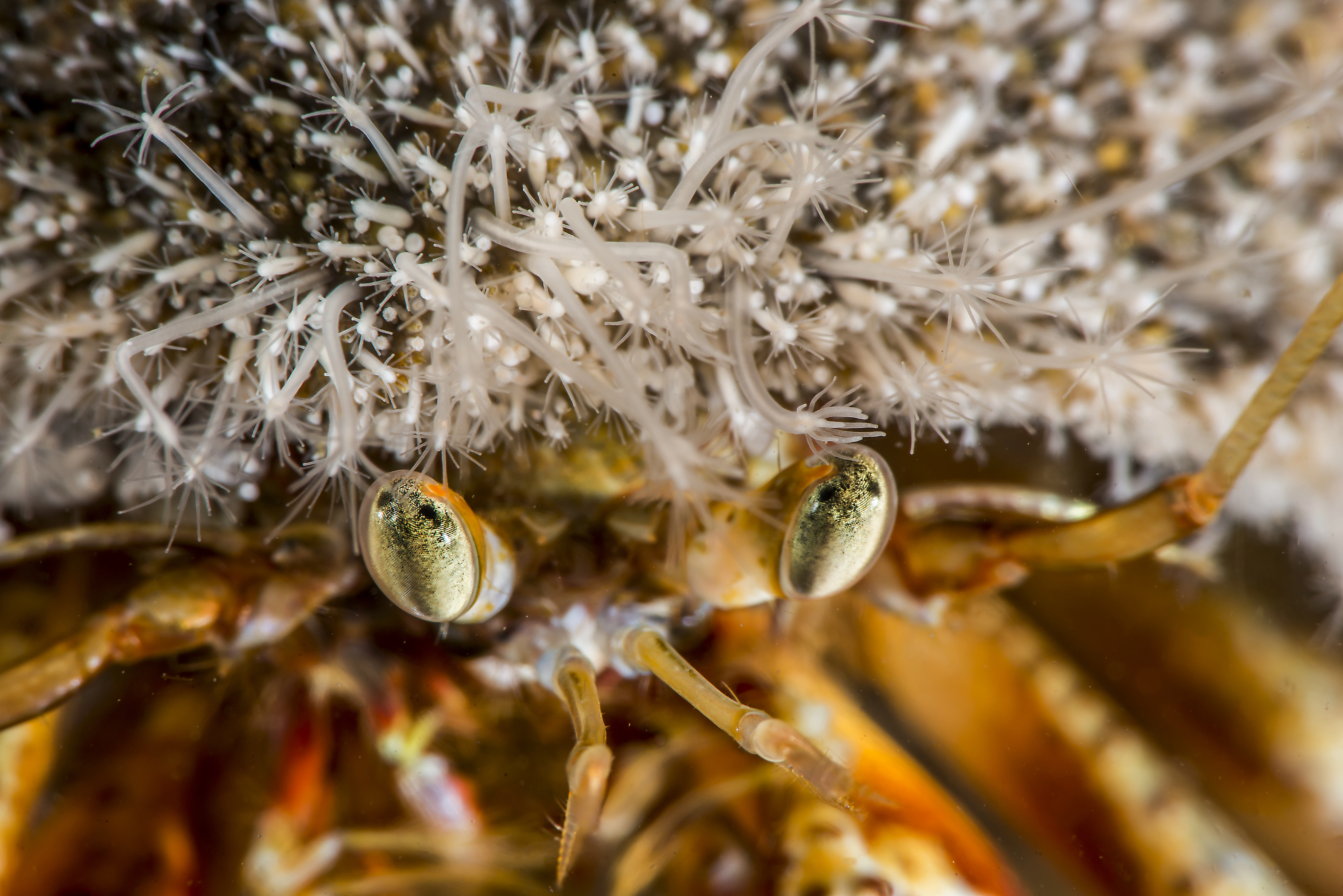 Hydrozoer: Hydractinia echinata.