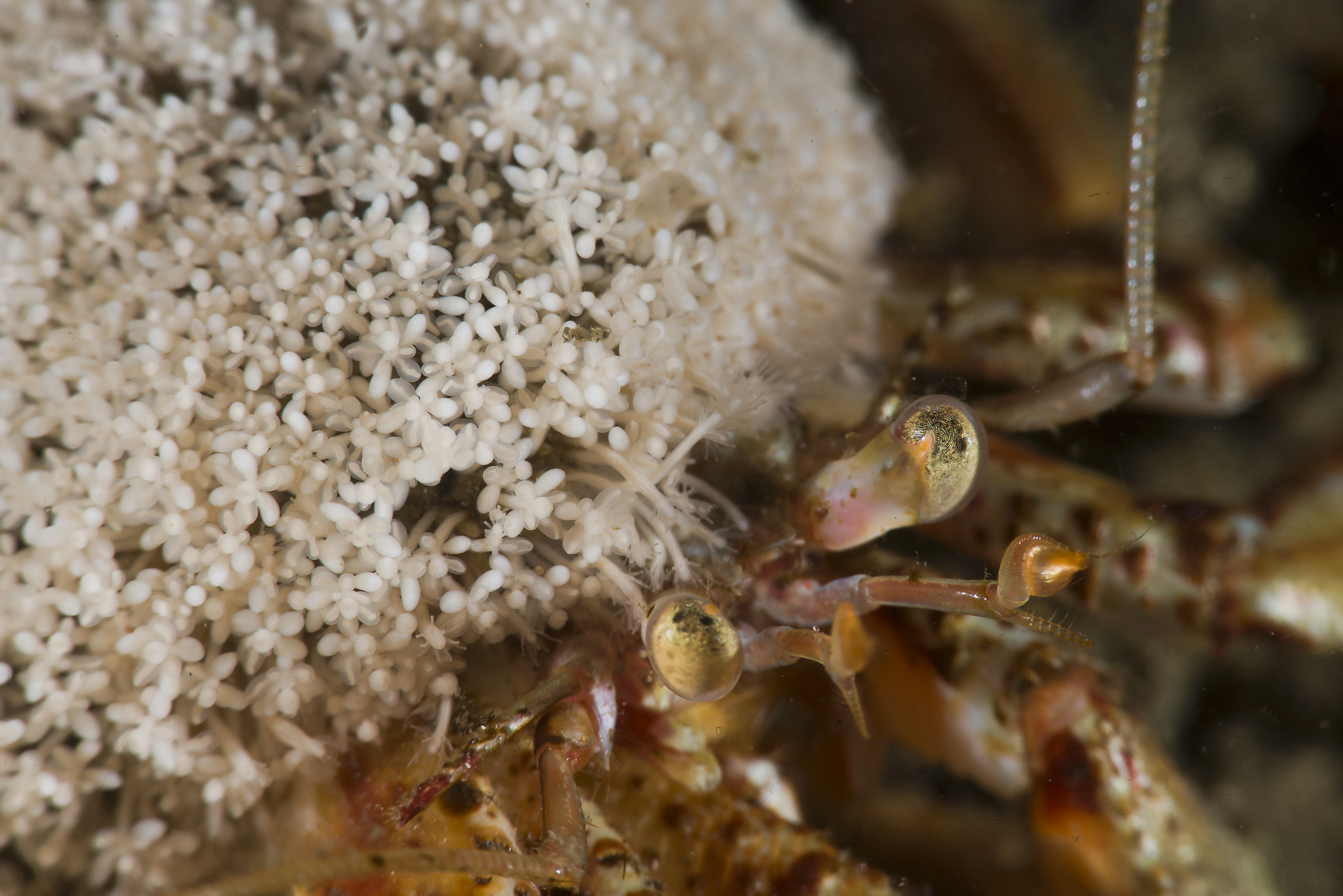 Hydrozoer: Hydractinia echinata.