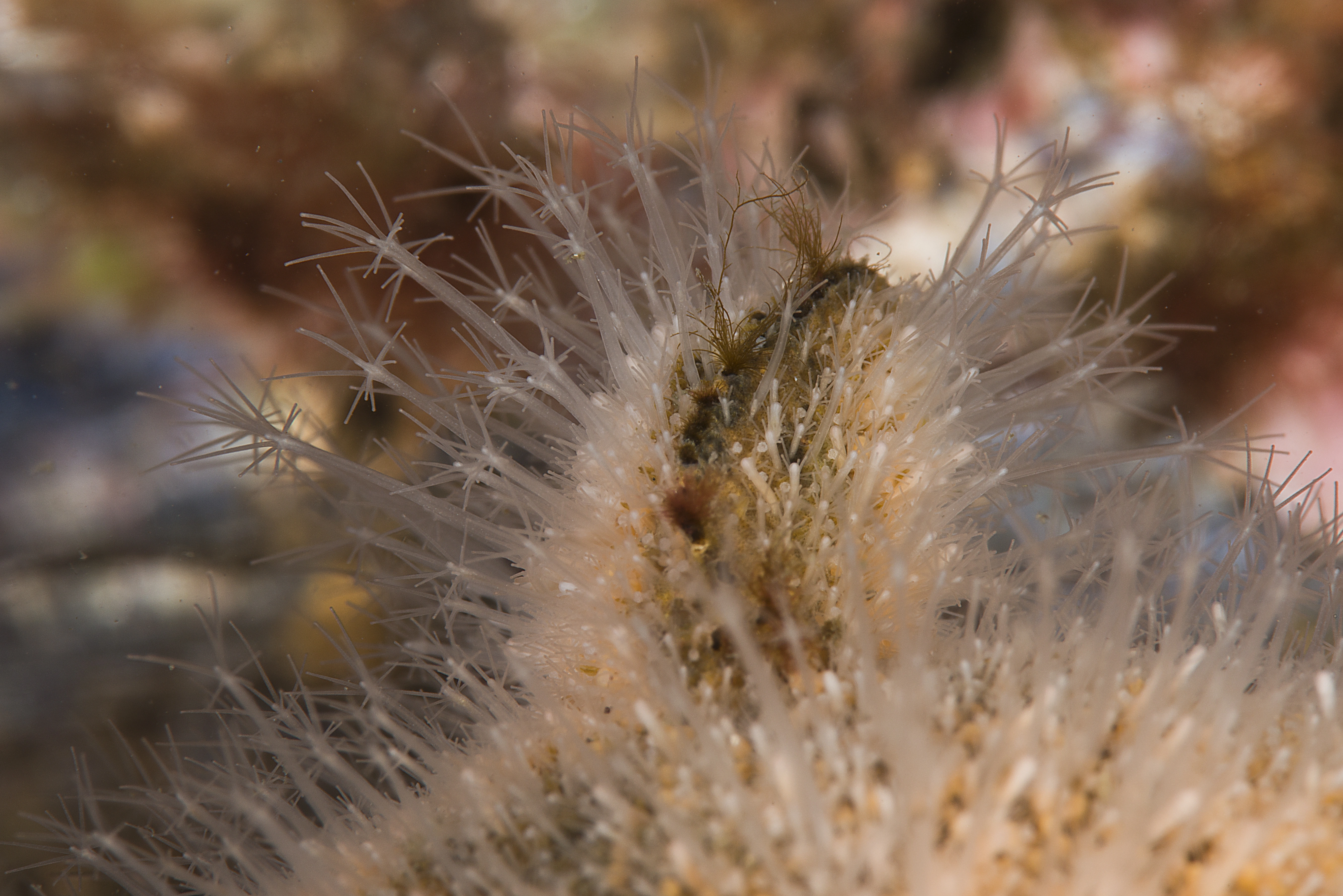 Hydrozoer: Hydractinia echinata.