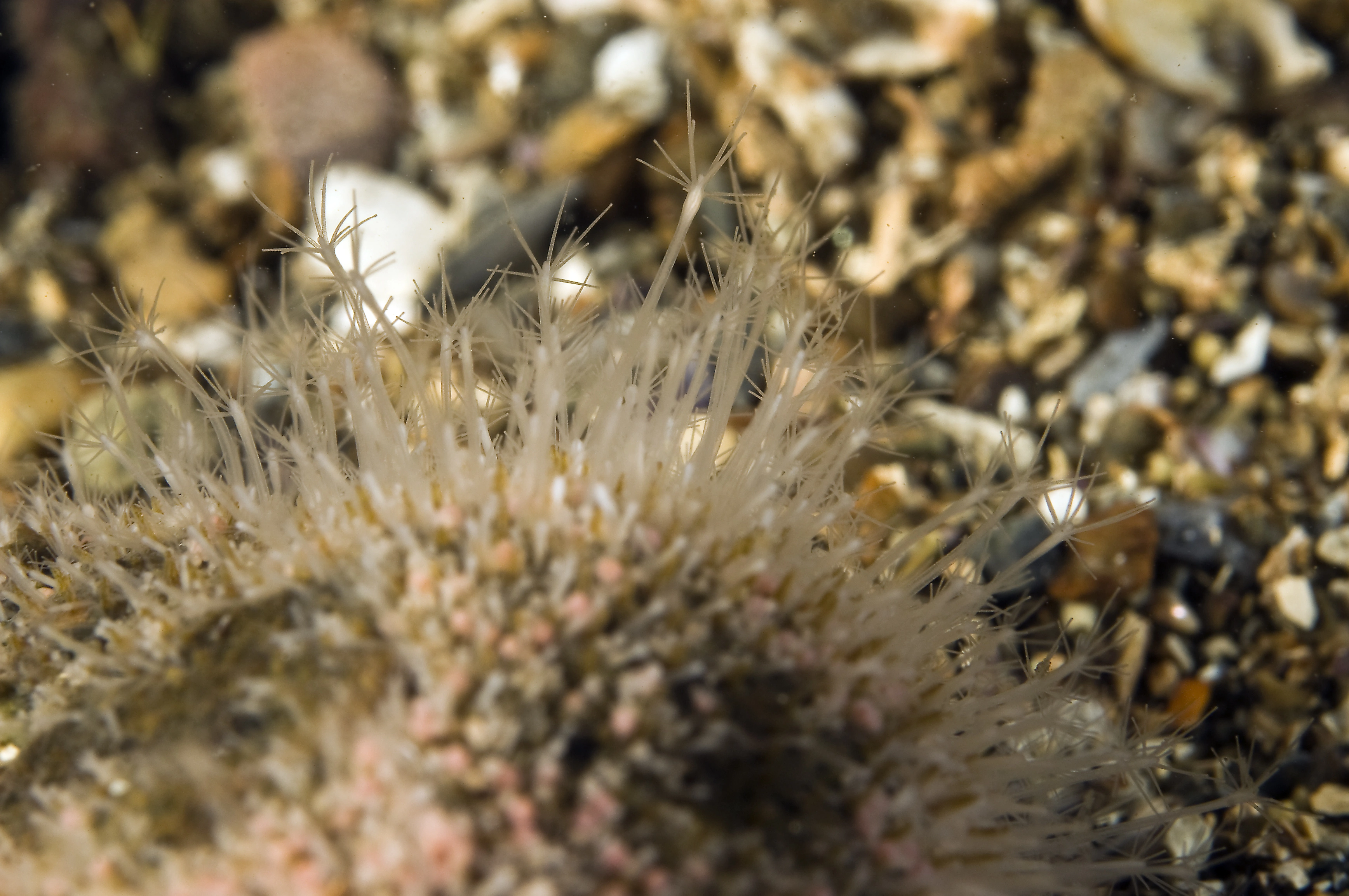 Hydrozoer: Hydractinia echinata.