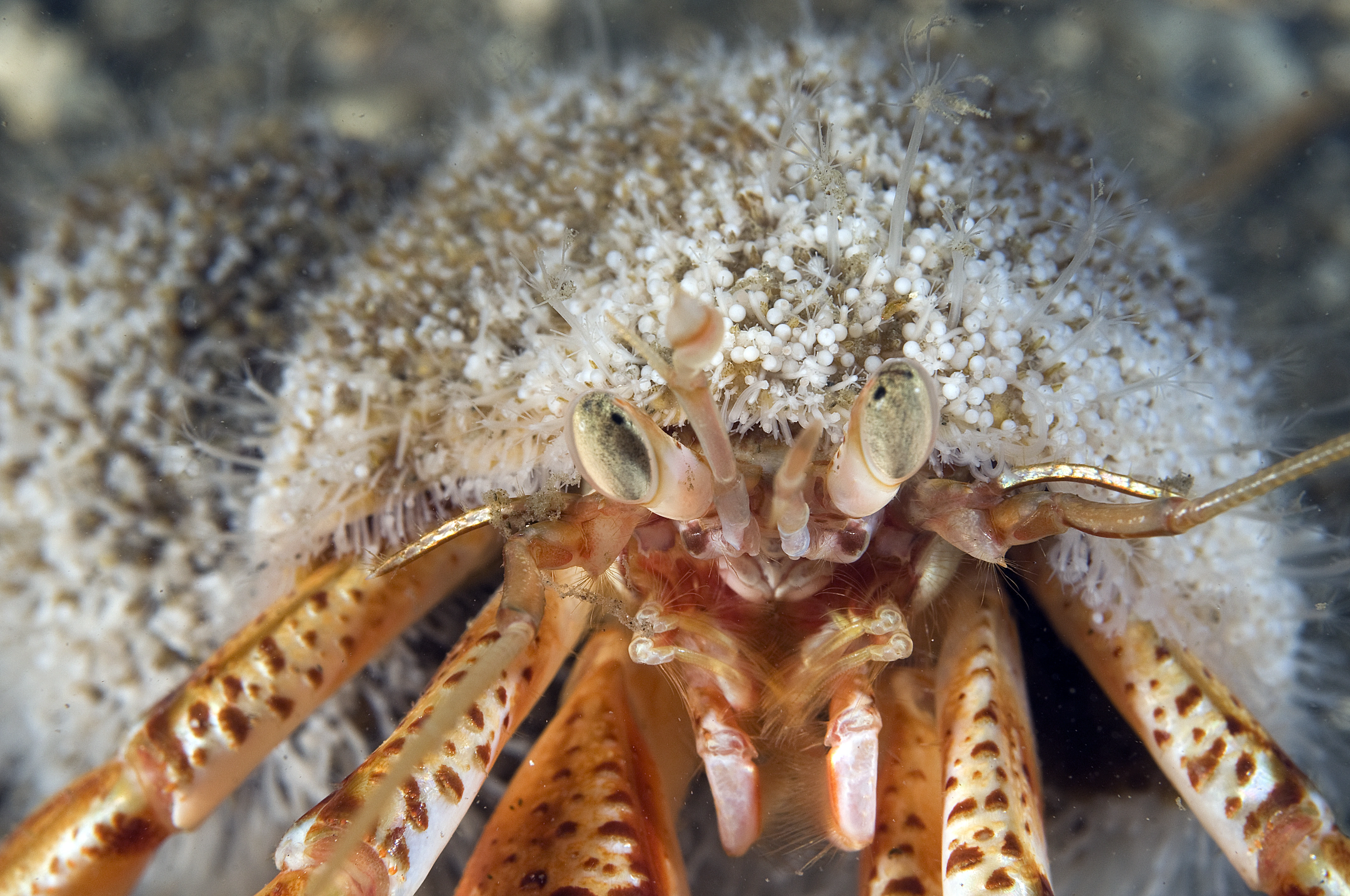 Hydrozoer: Hydractinia echinata.