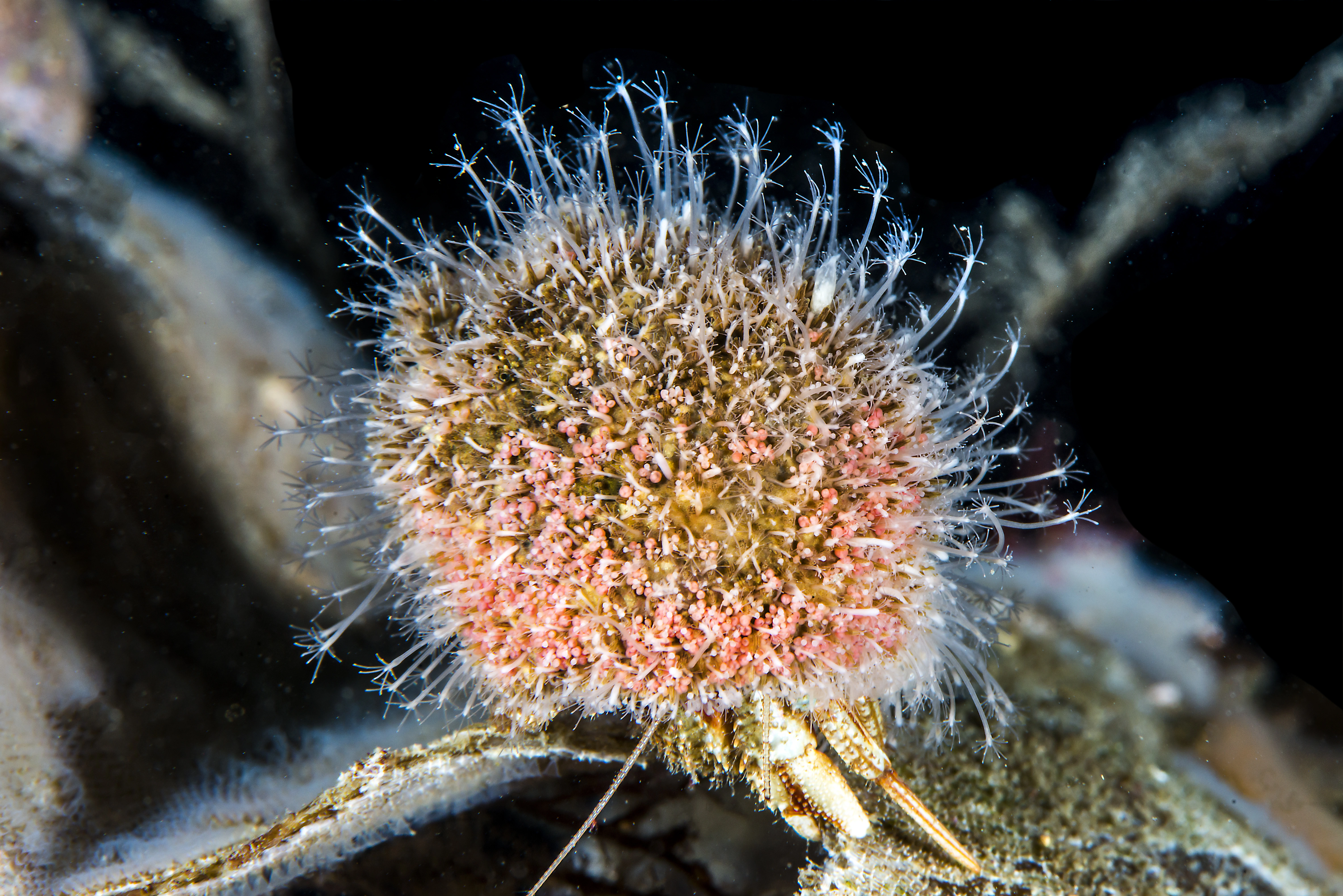 Hydrozoer: Hydractinia echinata.