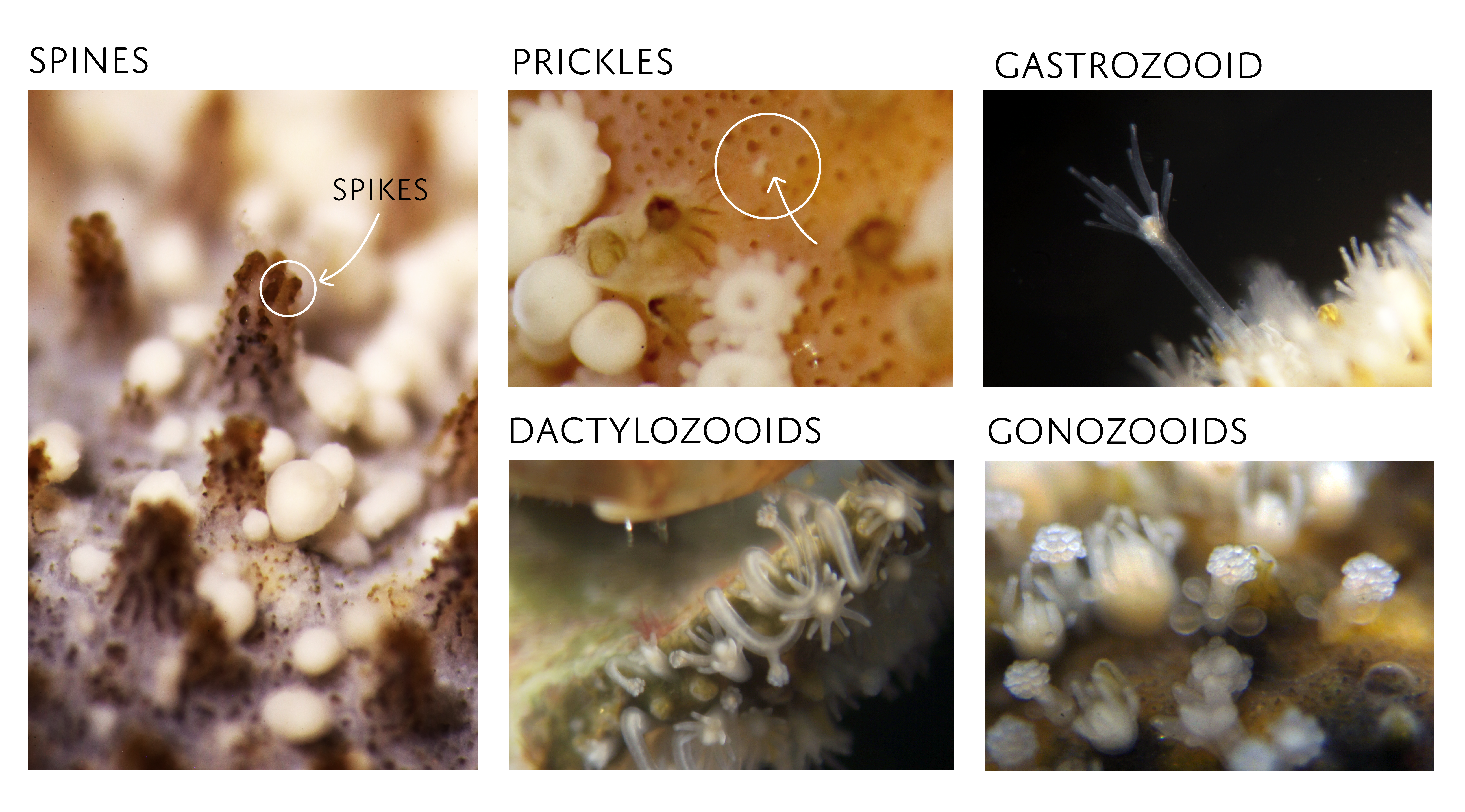 Hydrozoer: Hydractiniidae.