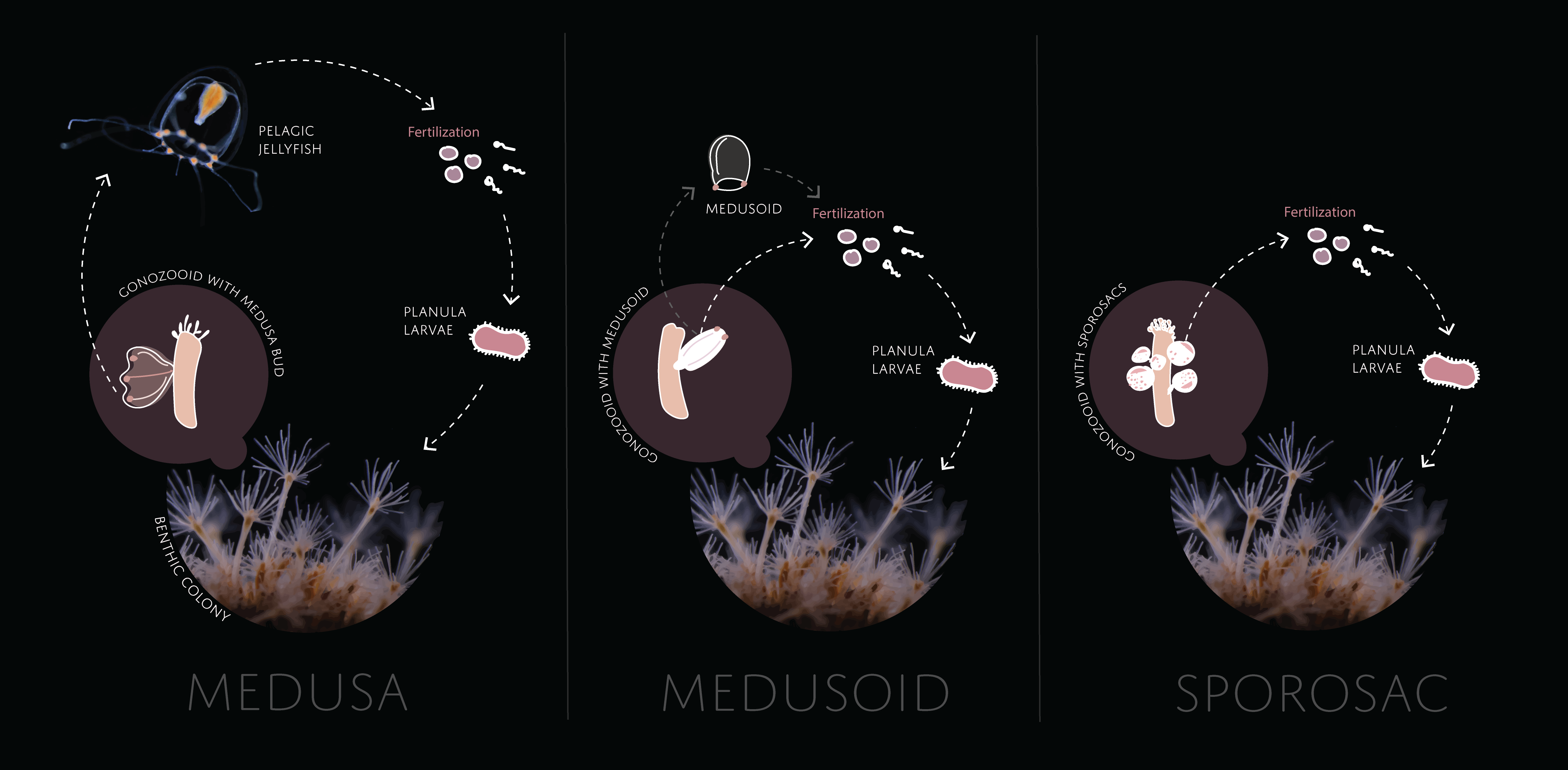 Hydrozoer: Hydractiniidae.