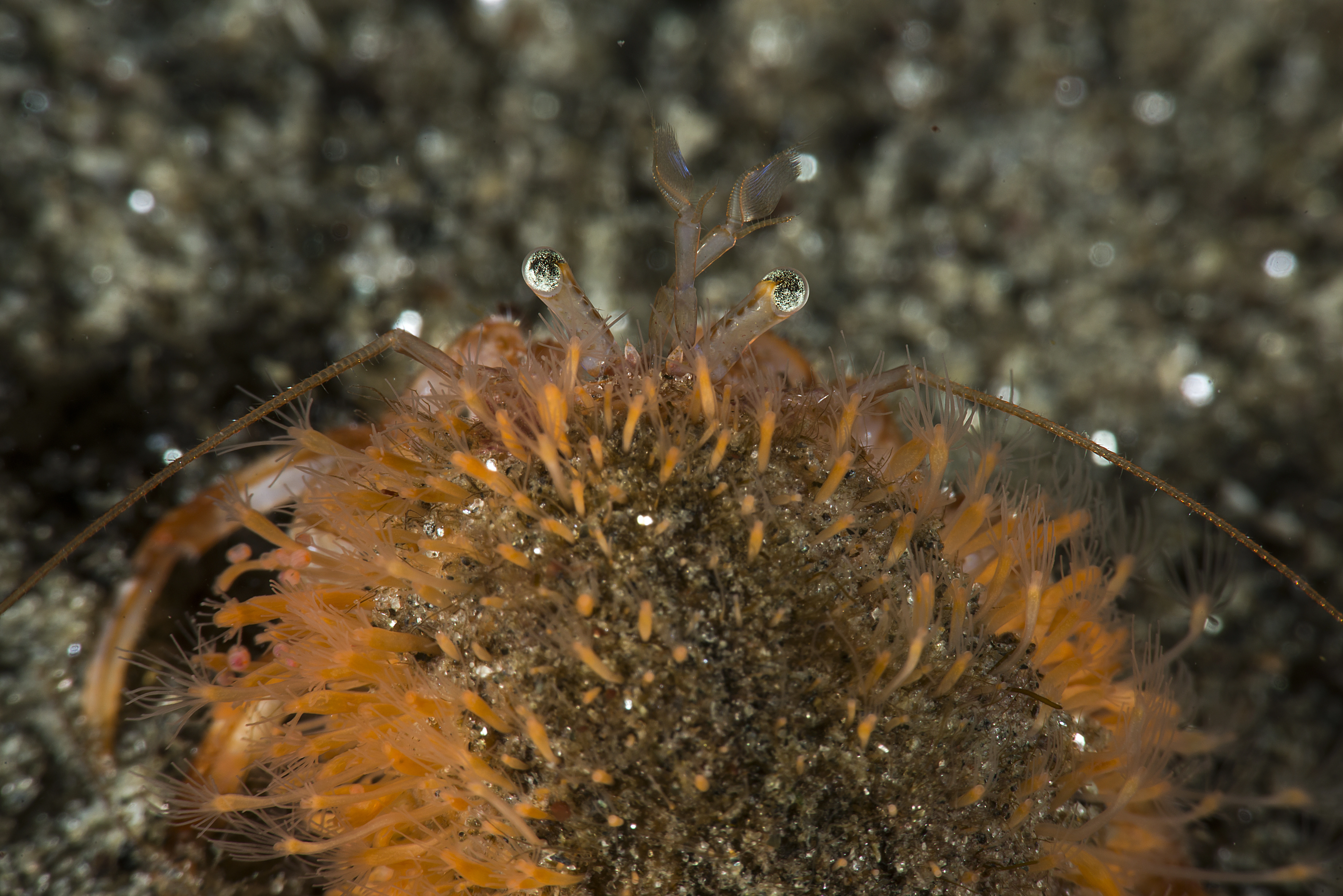 Hydrozoer: Hydractinia sarsii.