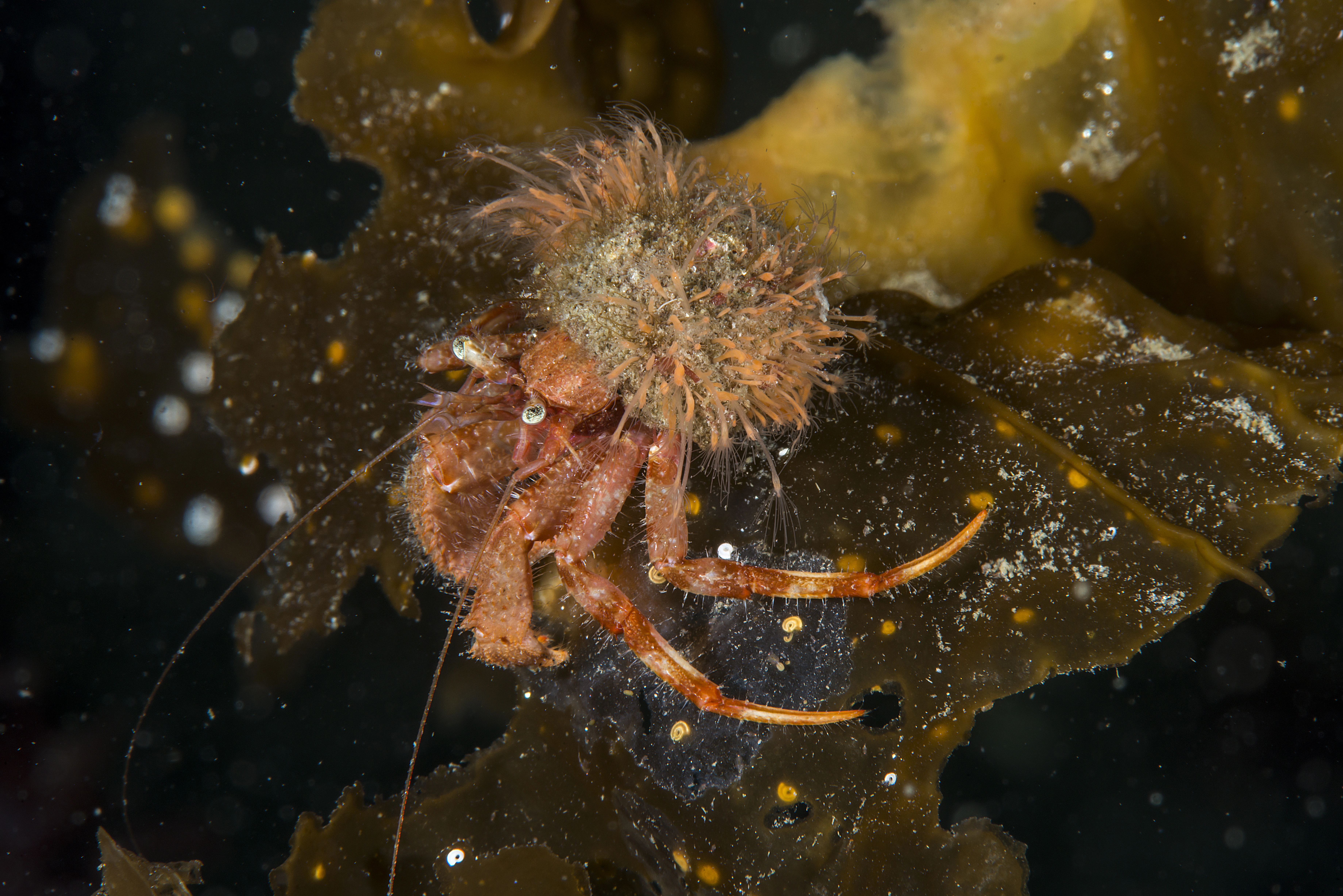 Hydrozoer: Hydractinia sarsii.