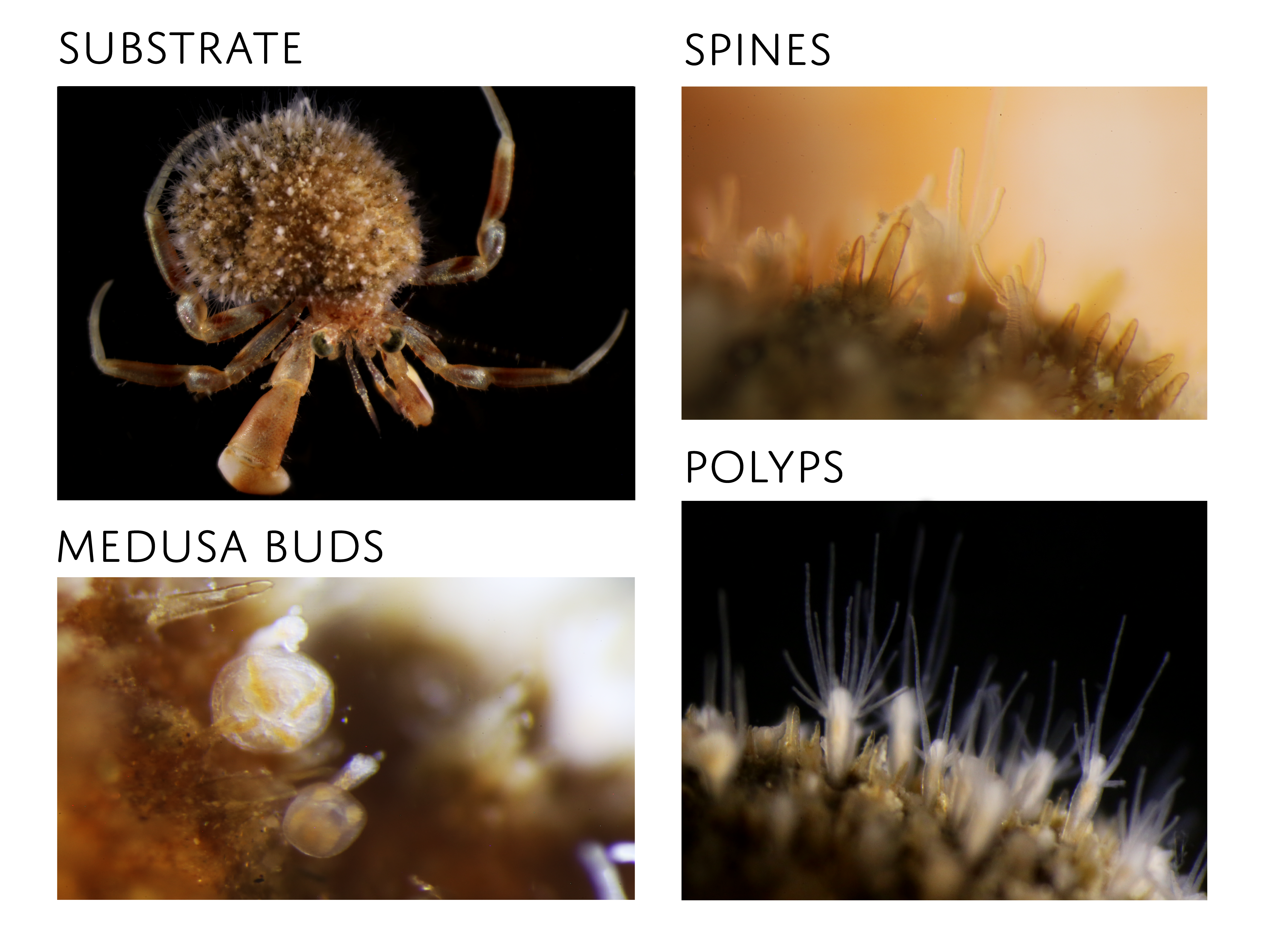 Hydrozoer: Podocoryna areolata.