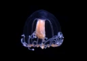 Hydrozoer: Podocoryna borealis.