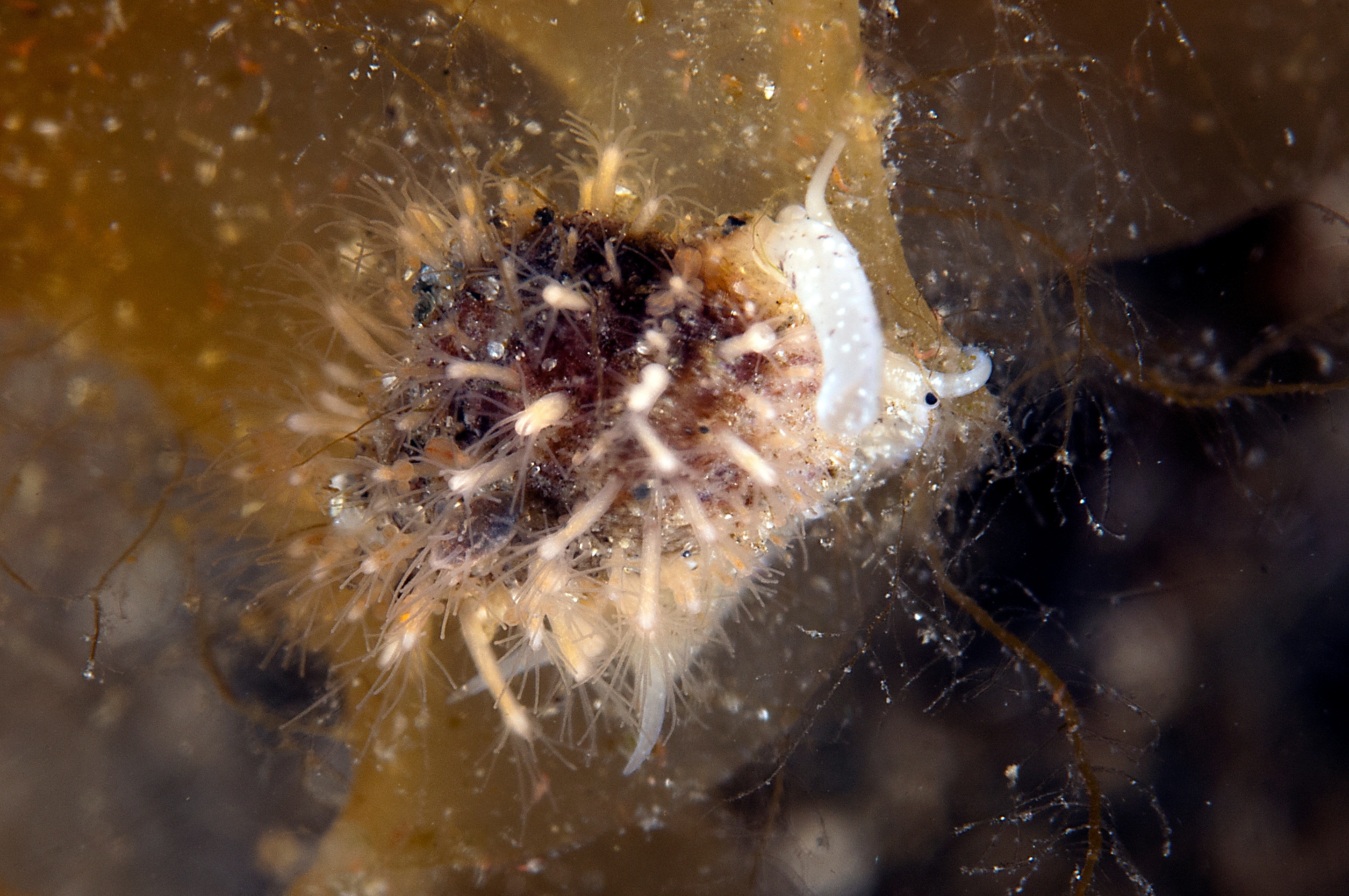 Hydrozoer: Podocoryna carnea.