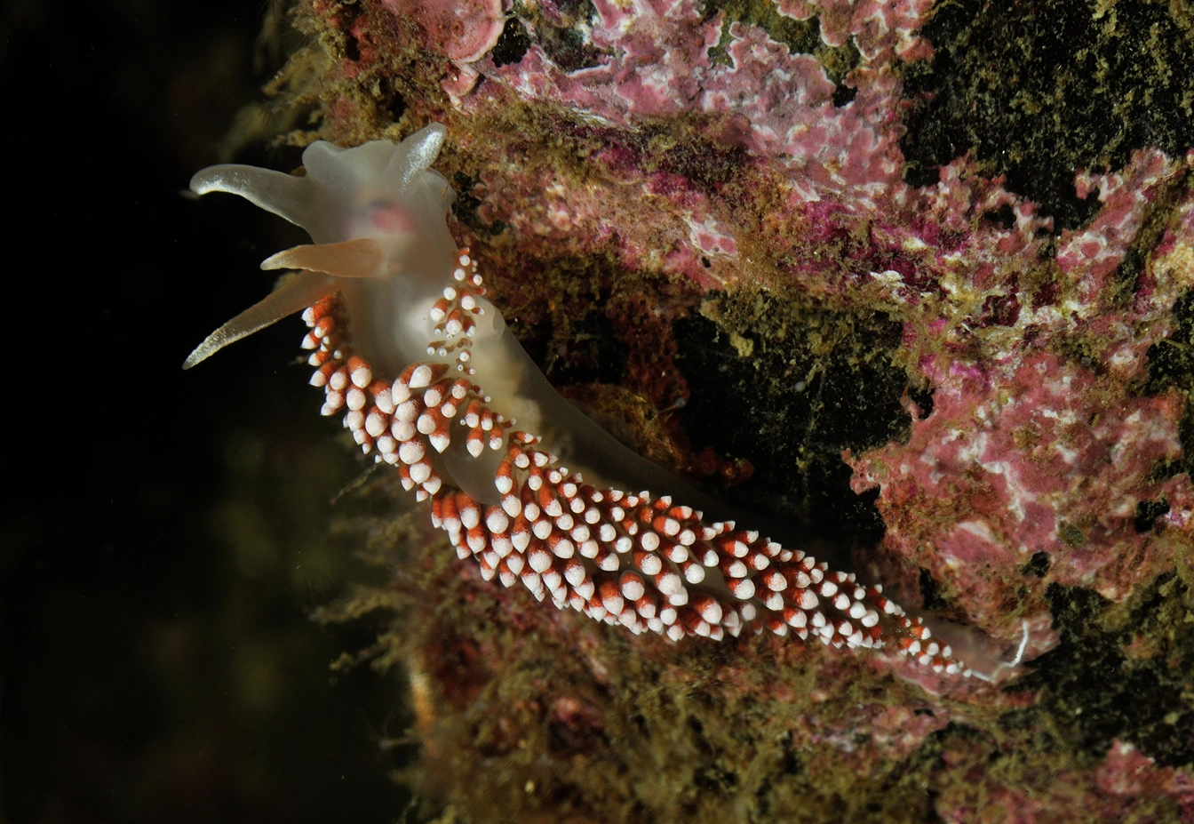 Nakensnegler: Coryphella verrucosa.