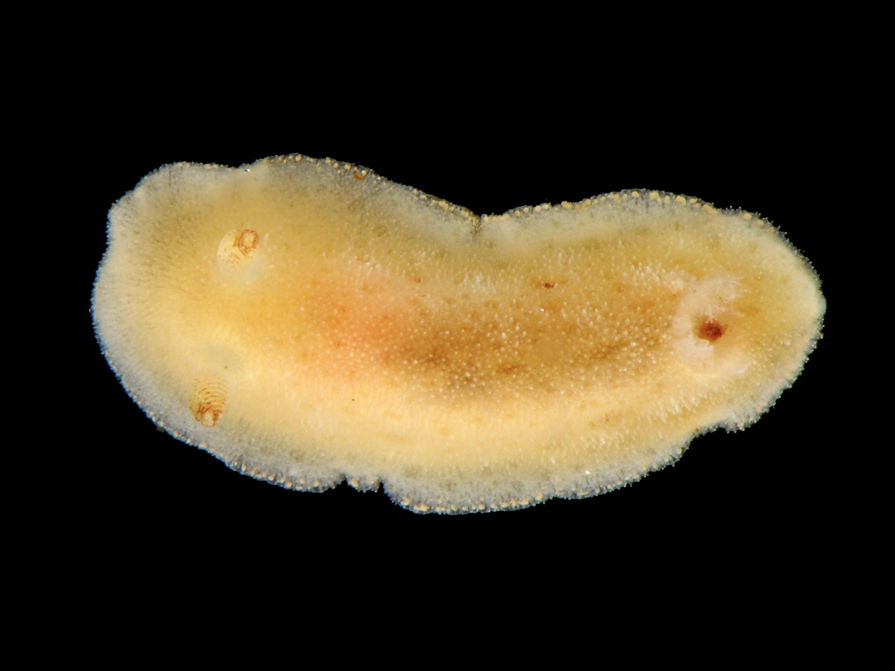 Nakensnegler: Jorunna tomentosa.