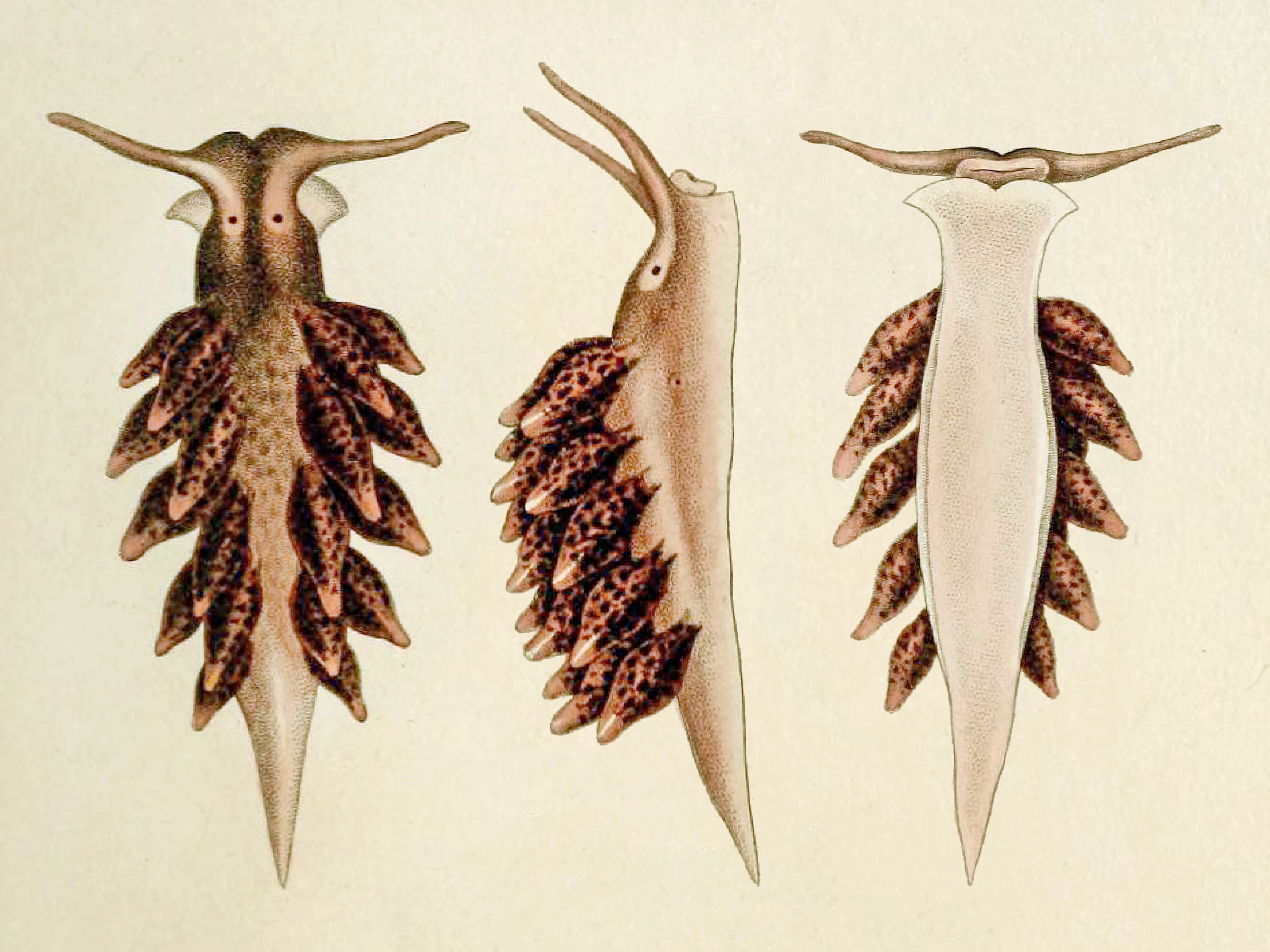 Snegler: Calliopaea bellula.