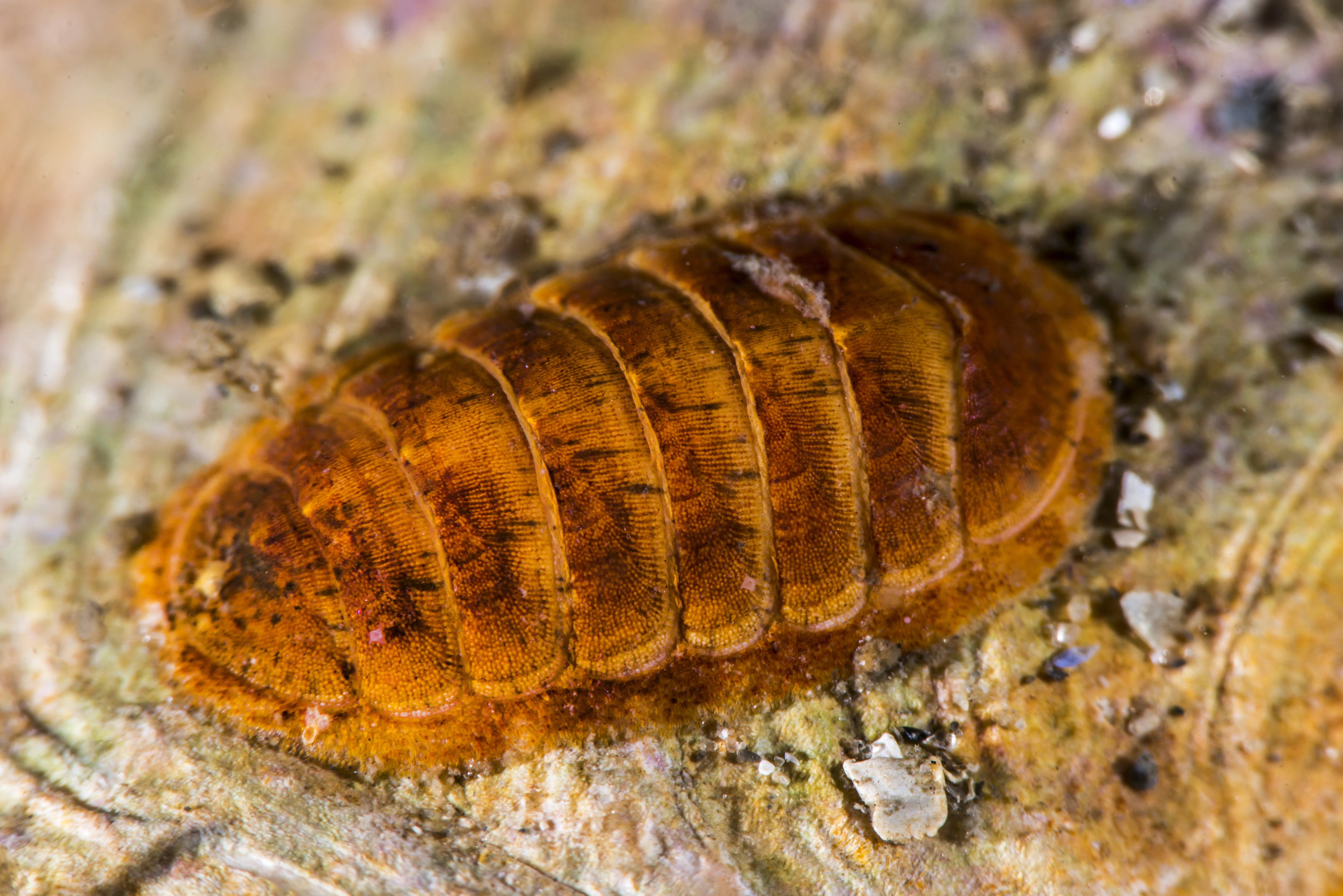 Leddsnegler: Leptochiton asellus.