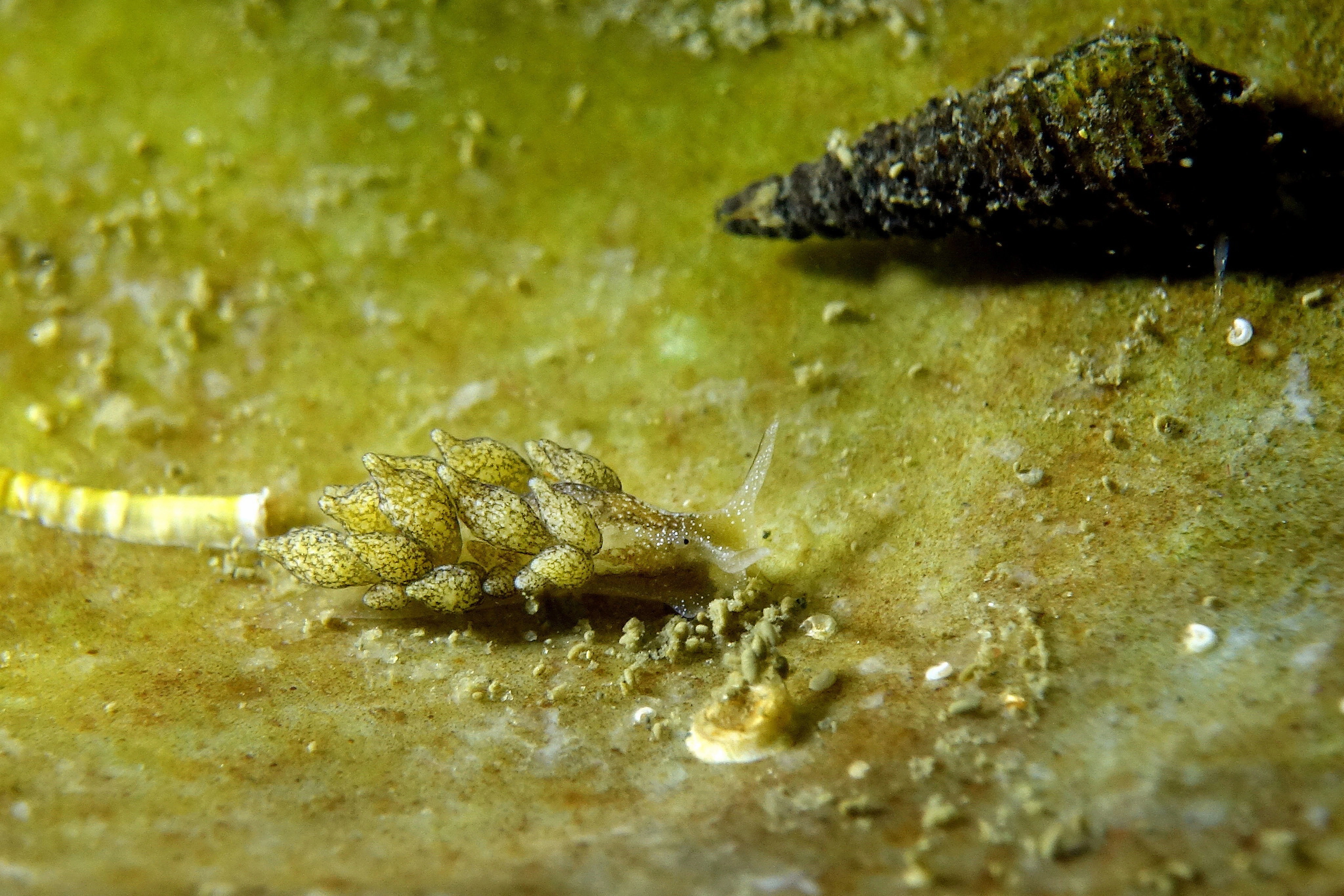 Snegler: Calliopaea bellula.