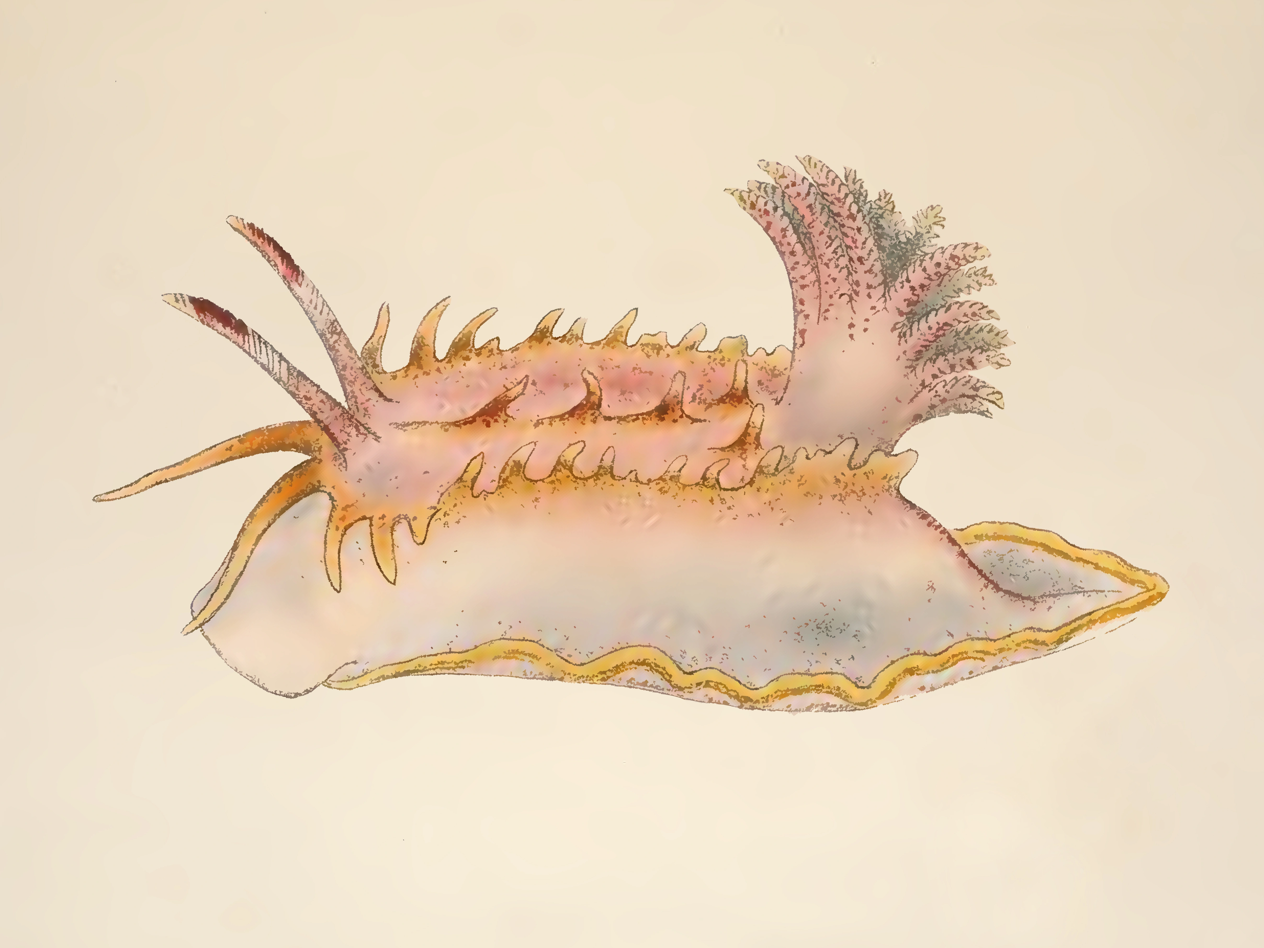 Snegler: Okenia elegans.