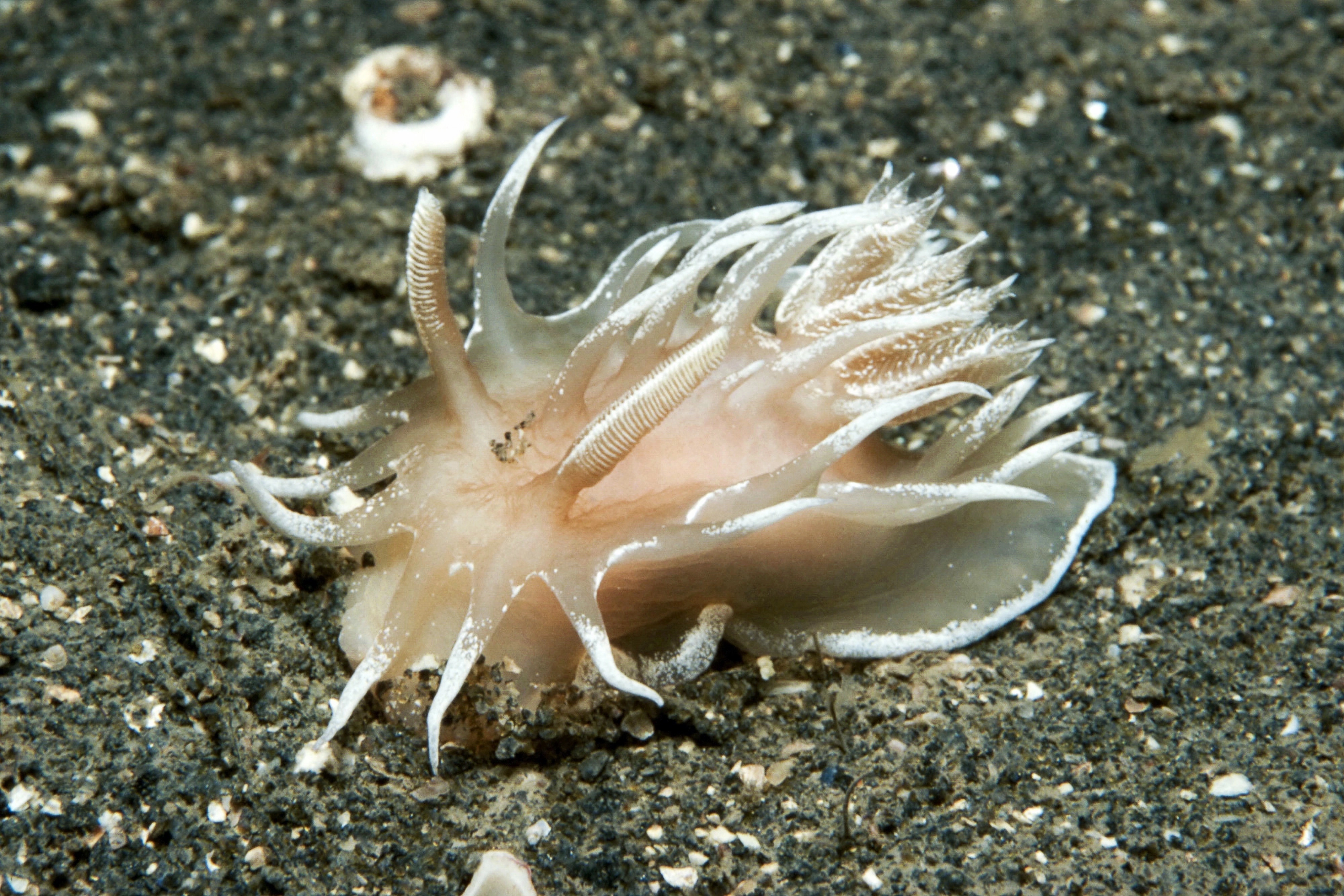 Snegler: Okenia leachii.