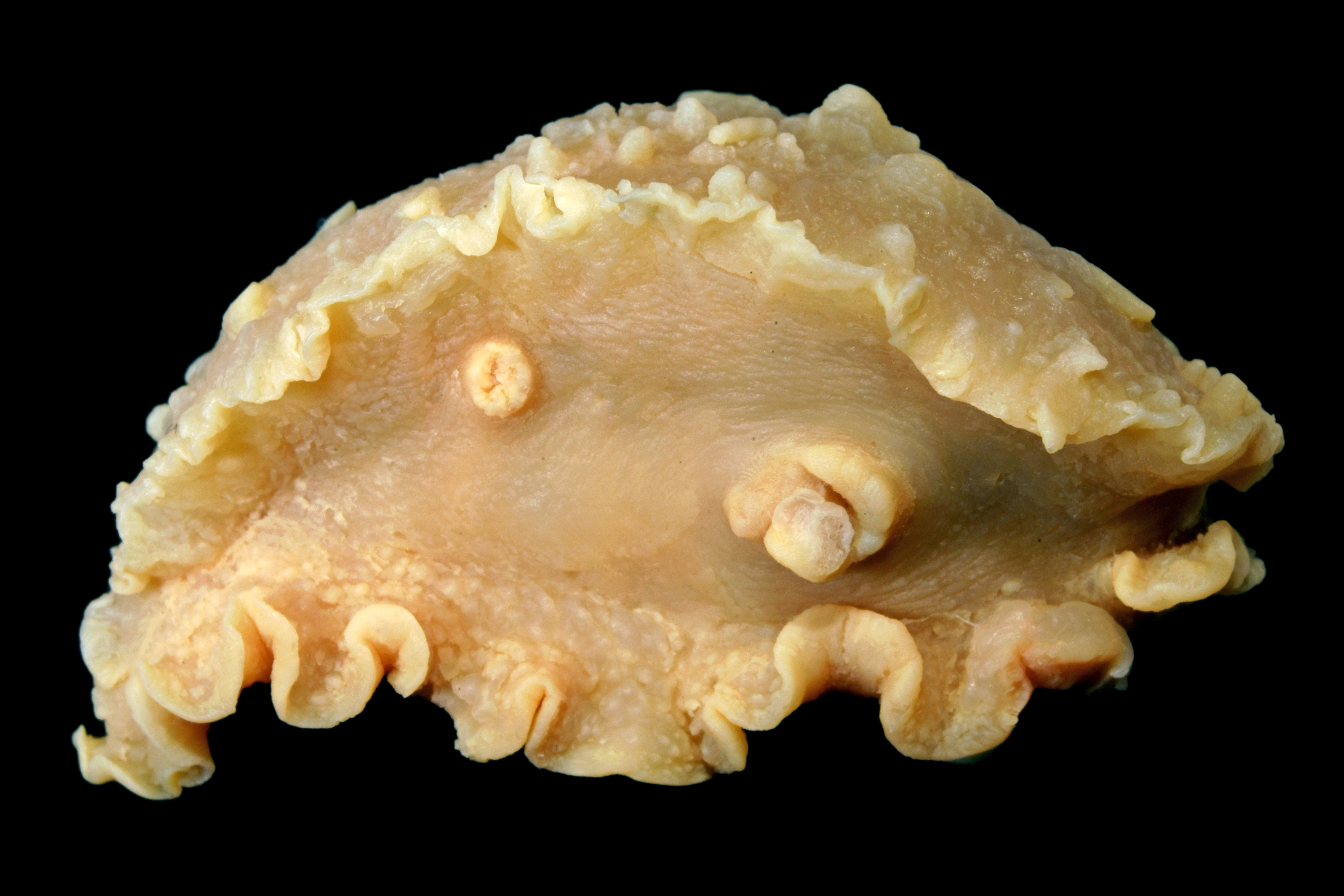 Snegler: Heterodoris robusta.