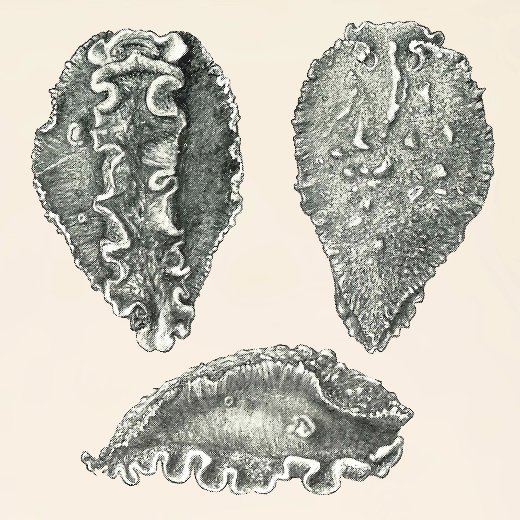 Snegler: Heterodoris robusta.