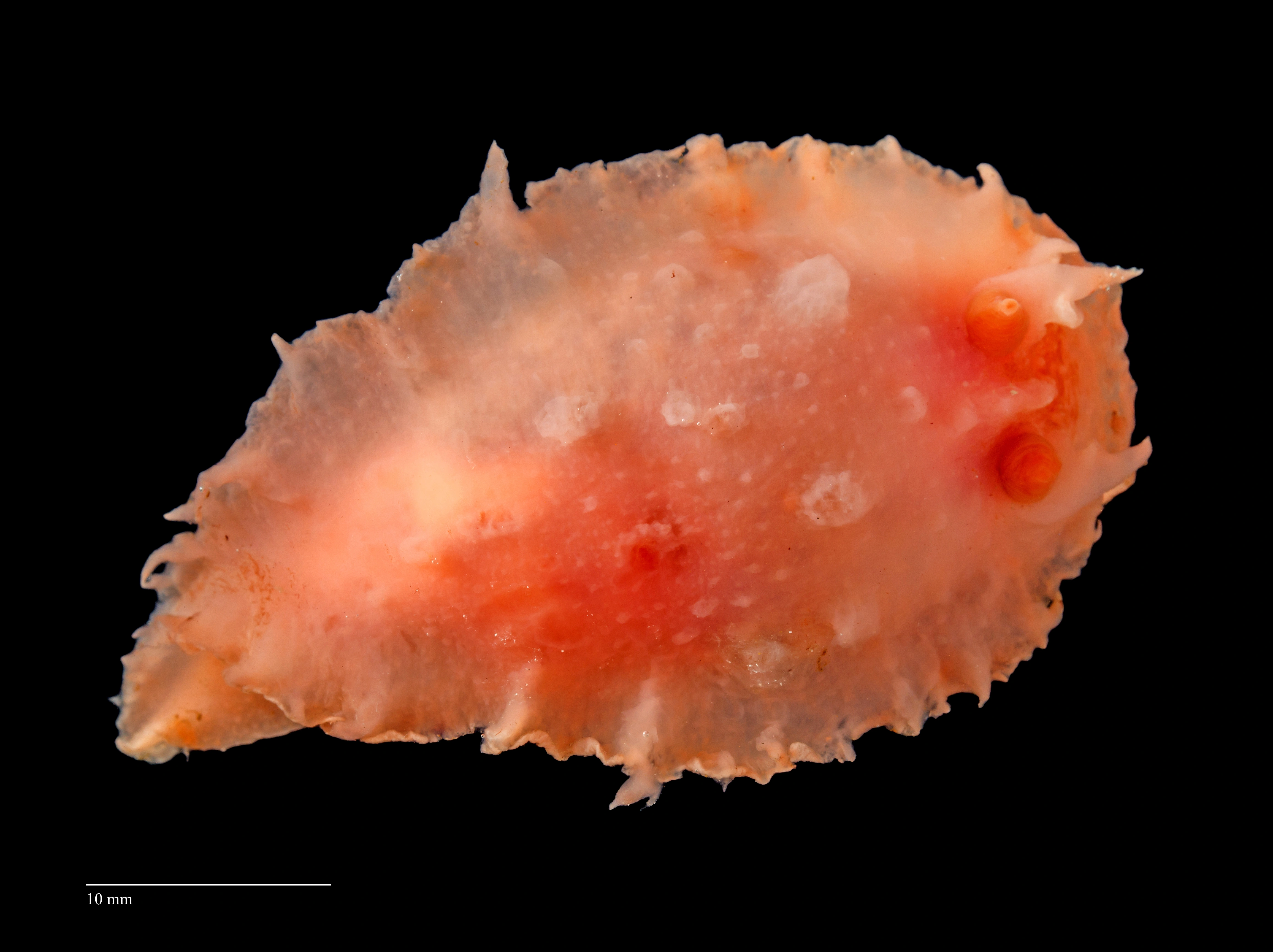 Nakensnegler: Heterodoris robusta.