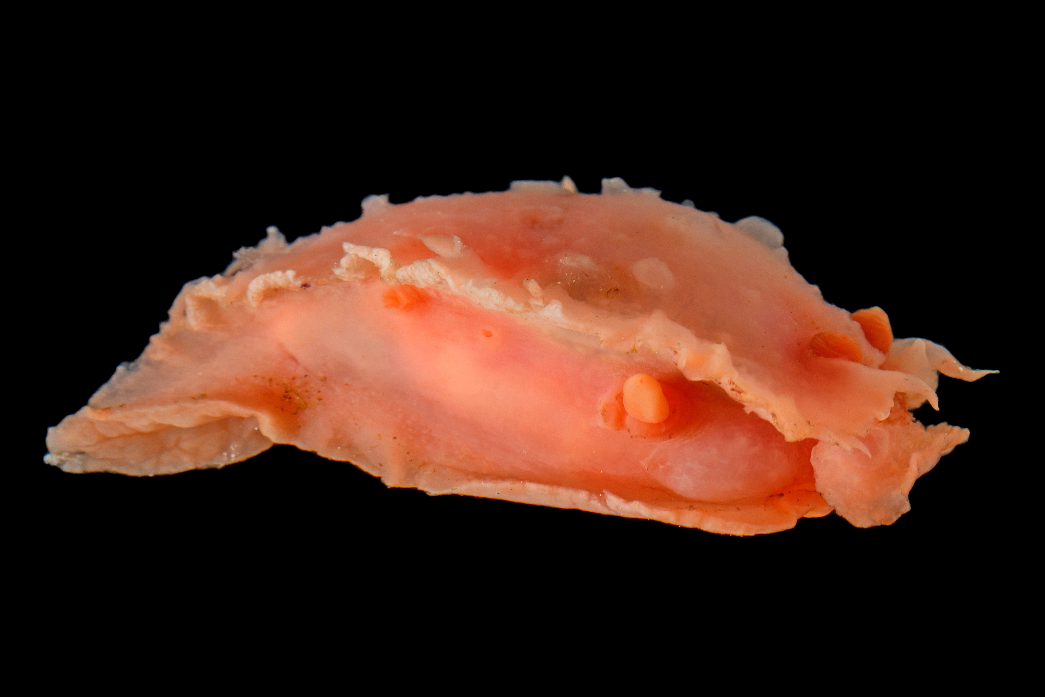 Nakensnegler: Heterodoris robusta.