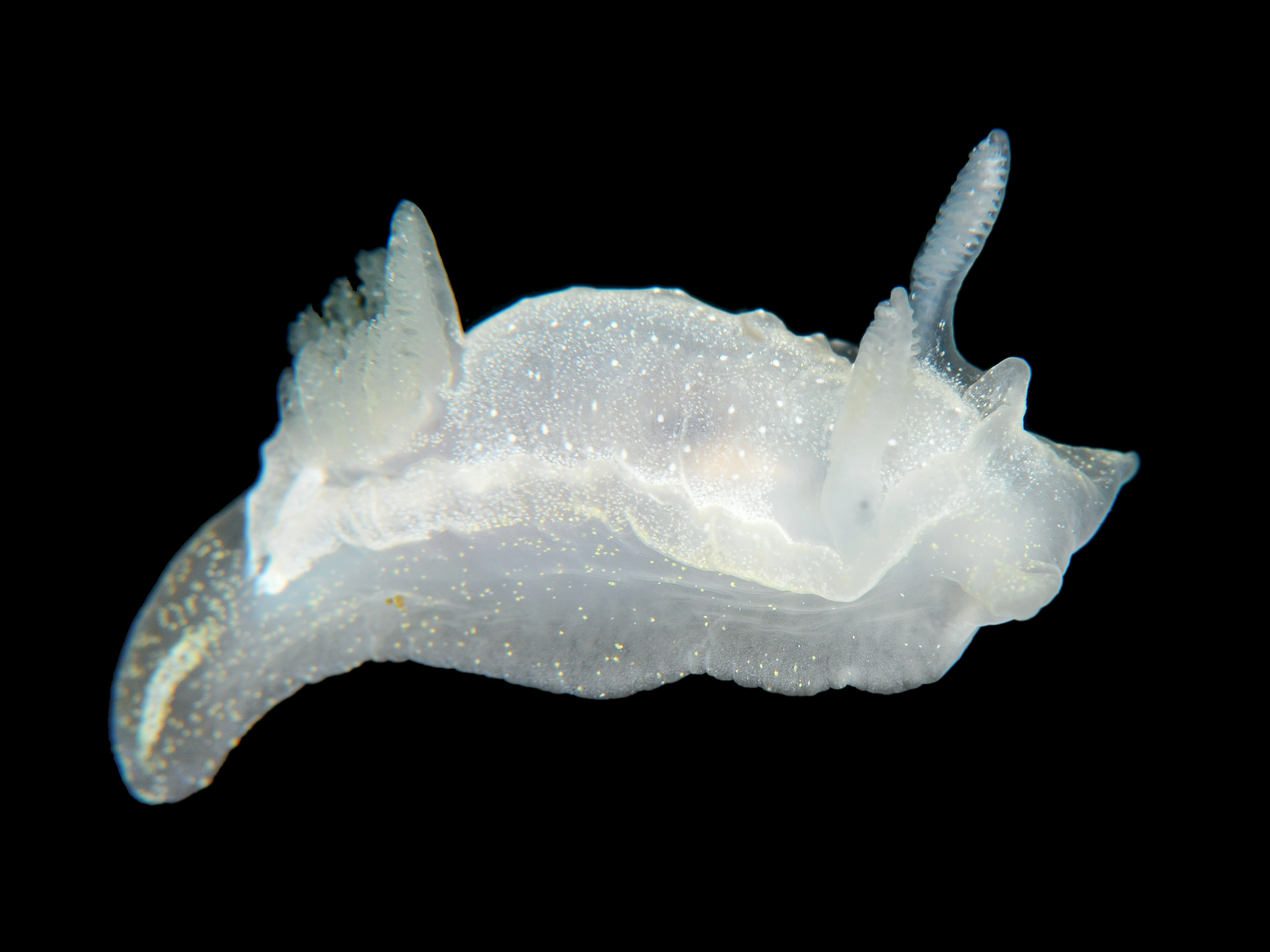 Snegler: Goniodoris nodosa.