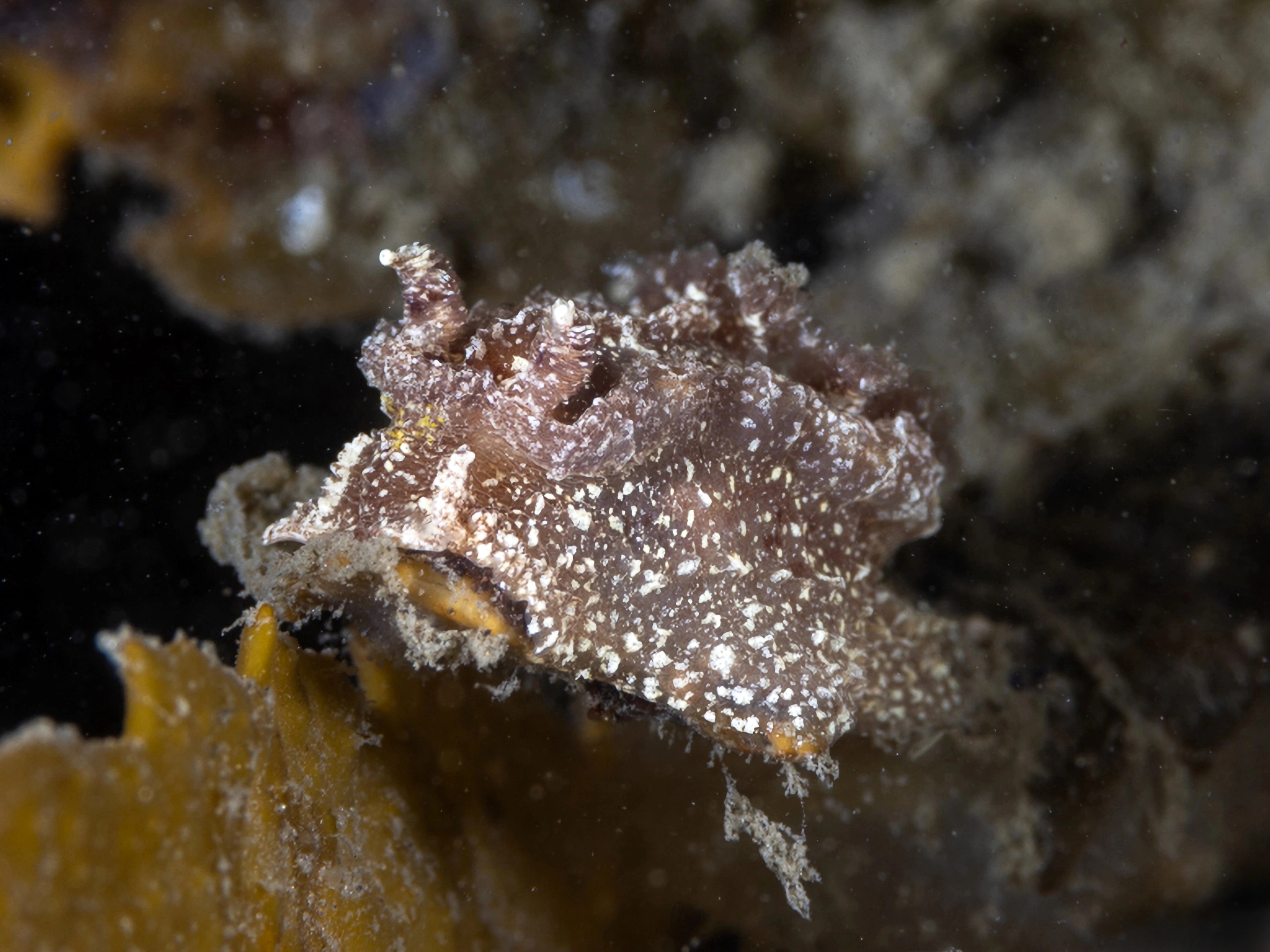 Snegler: Goniodoris castanea.