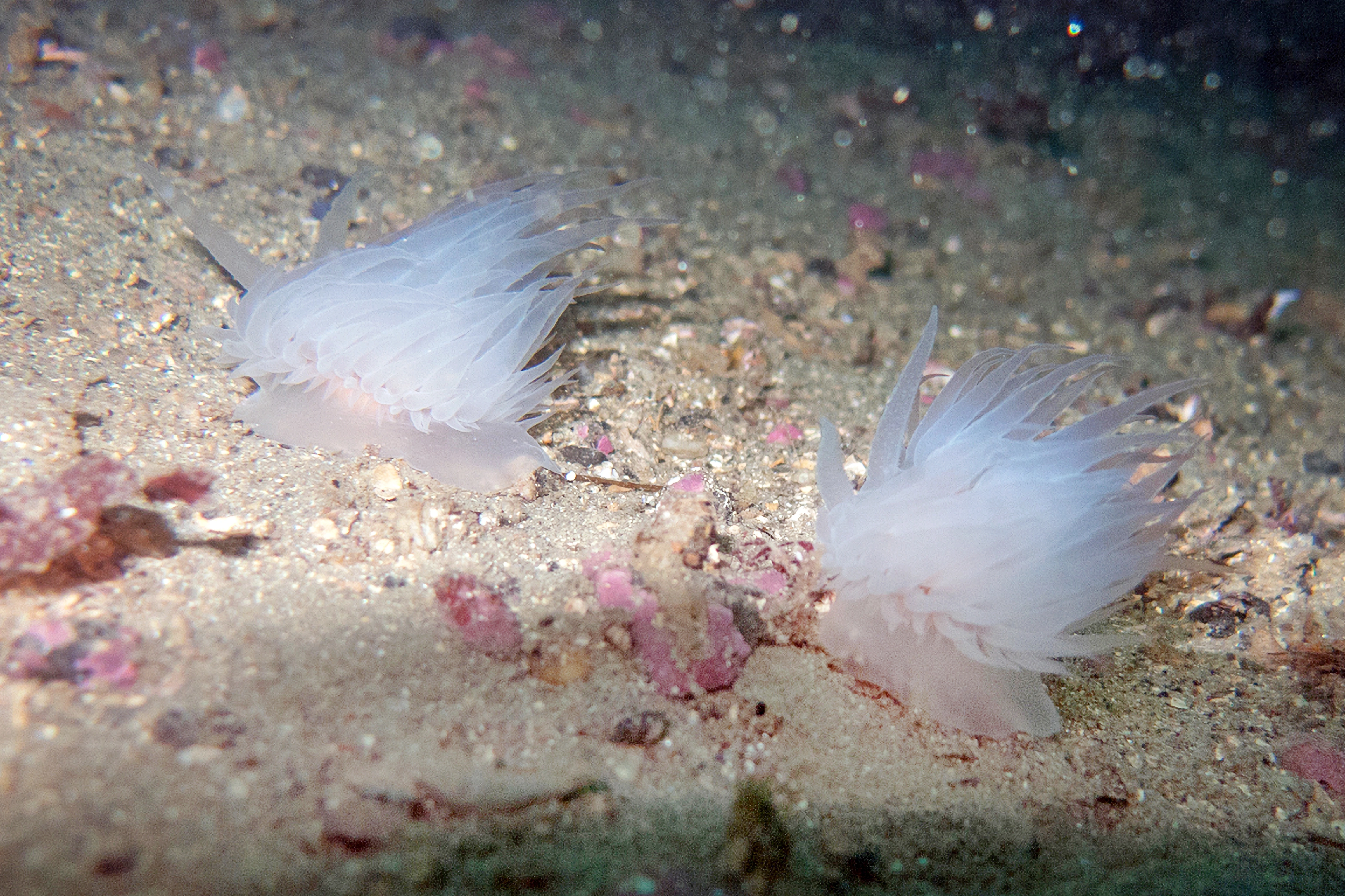 Snegler: Goniaeolis typica.