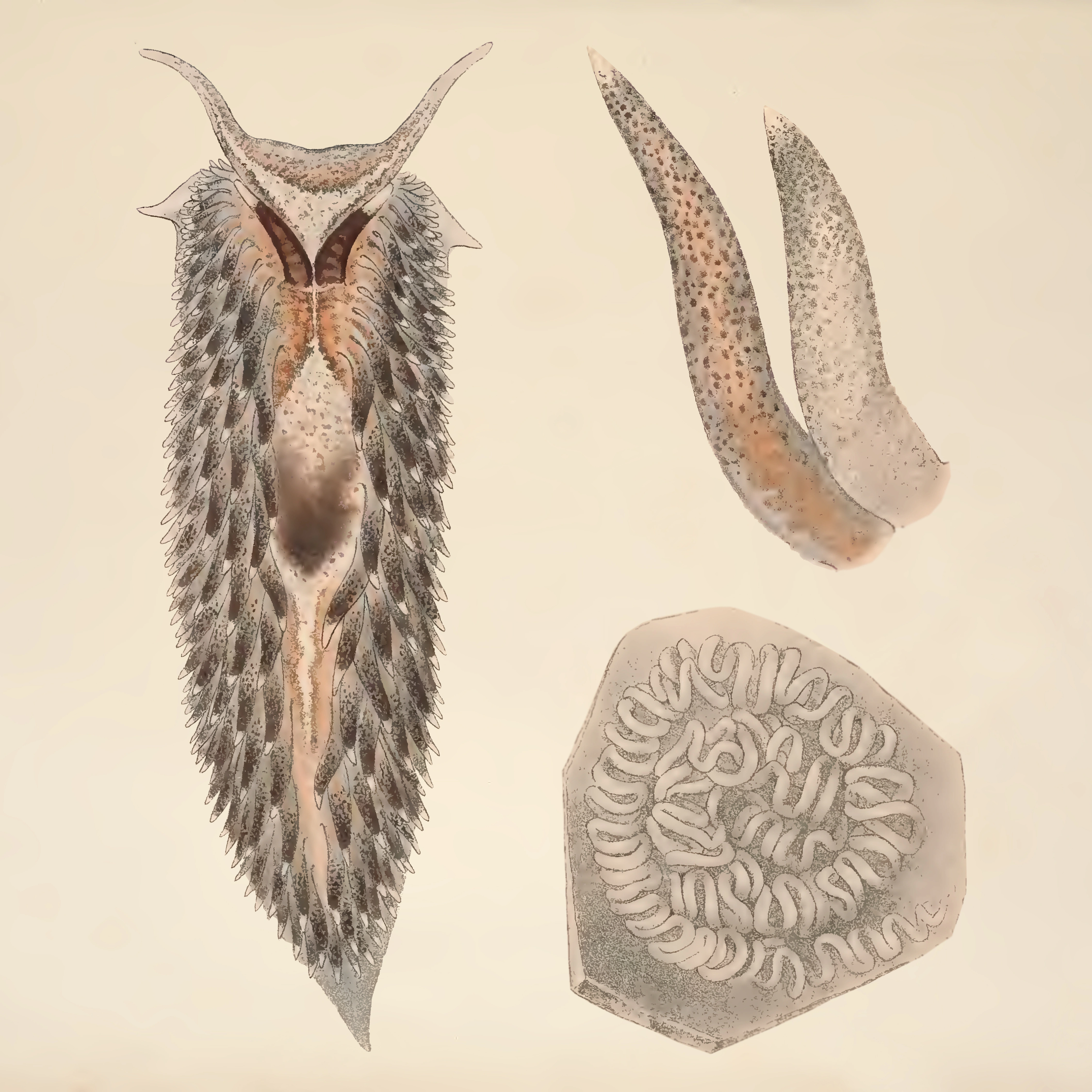 Snegler: Aeolidia papillosa.