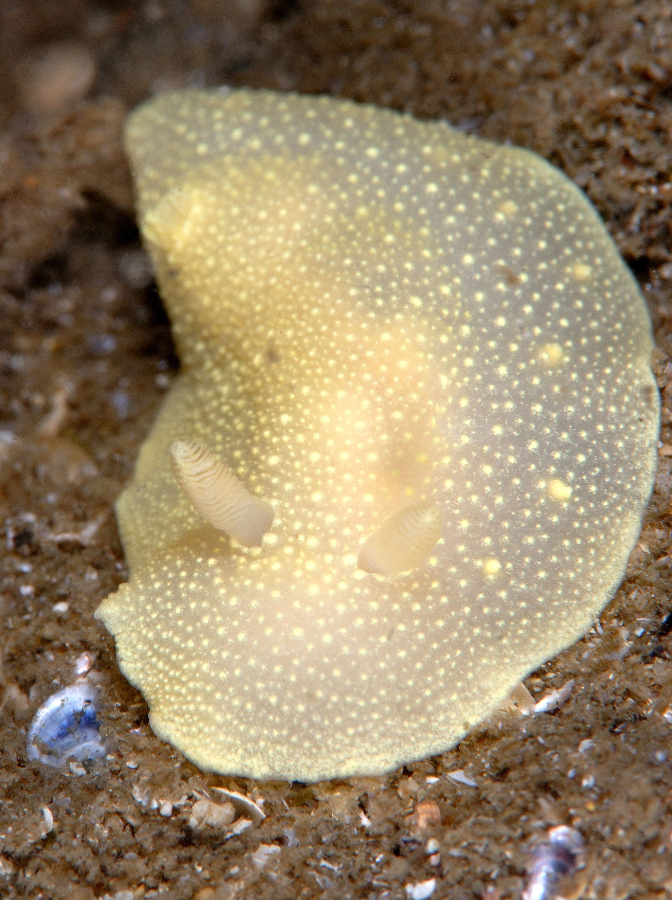 Snegler: Cadlina laevis.