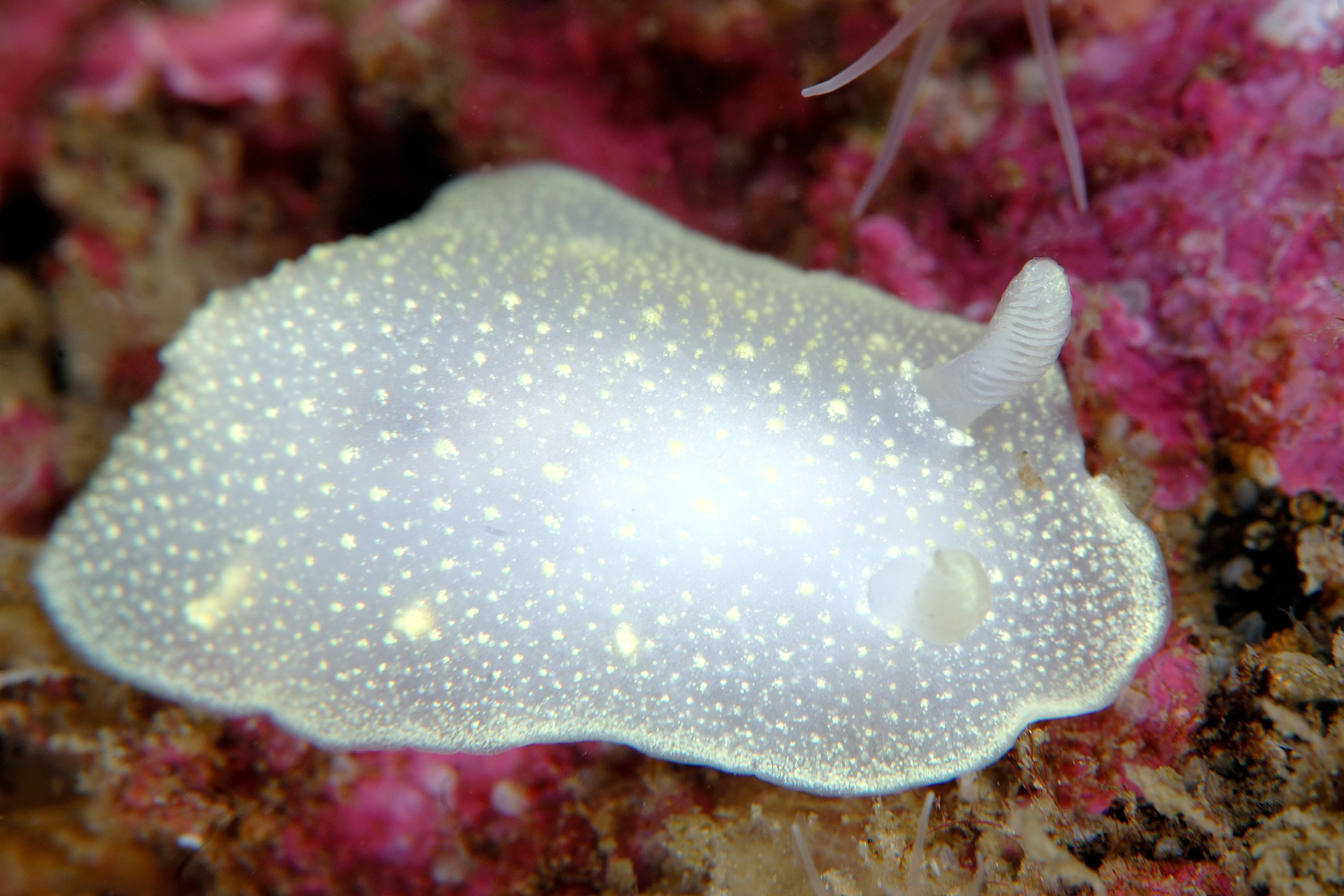 Snegler: Cadlina laevis.