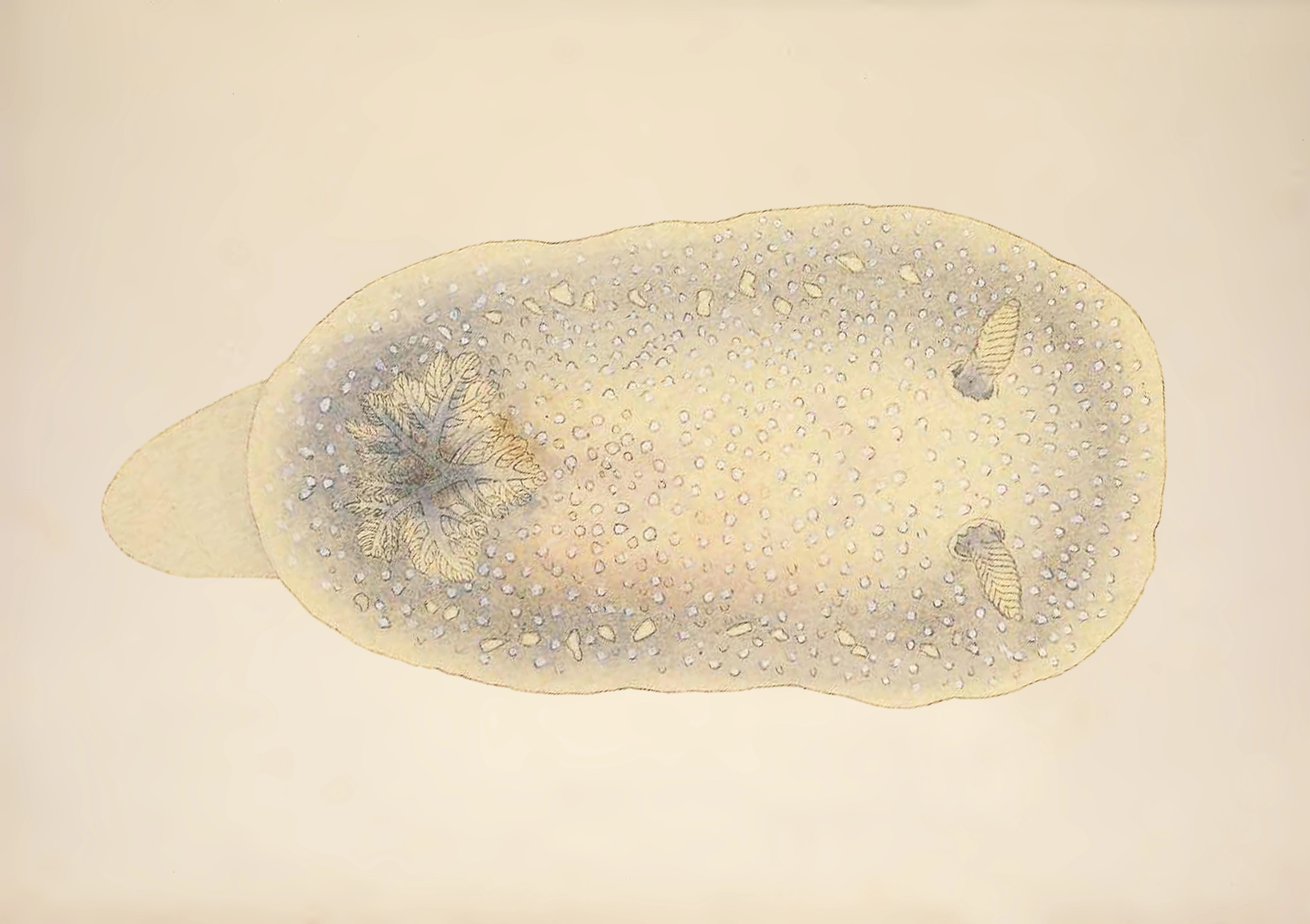 Snegler: Cadlina laevis.