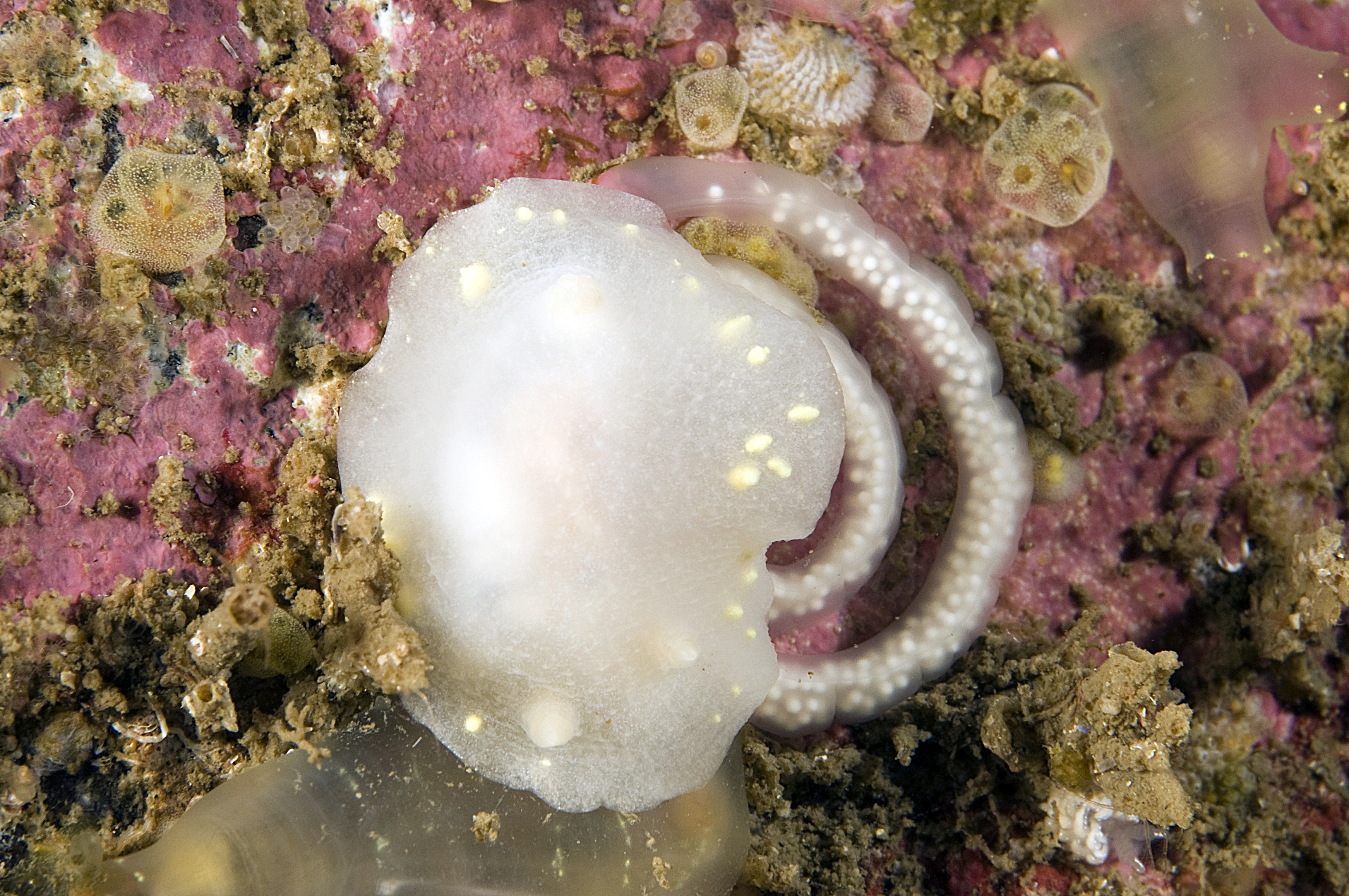 Snegler: Cadlina laevis.