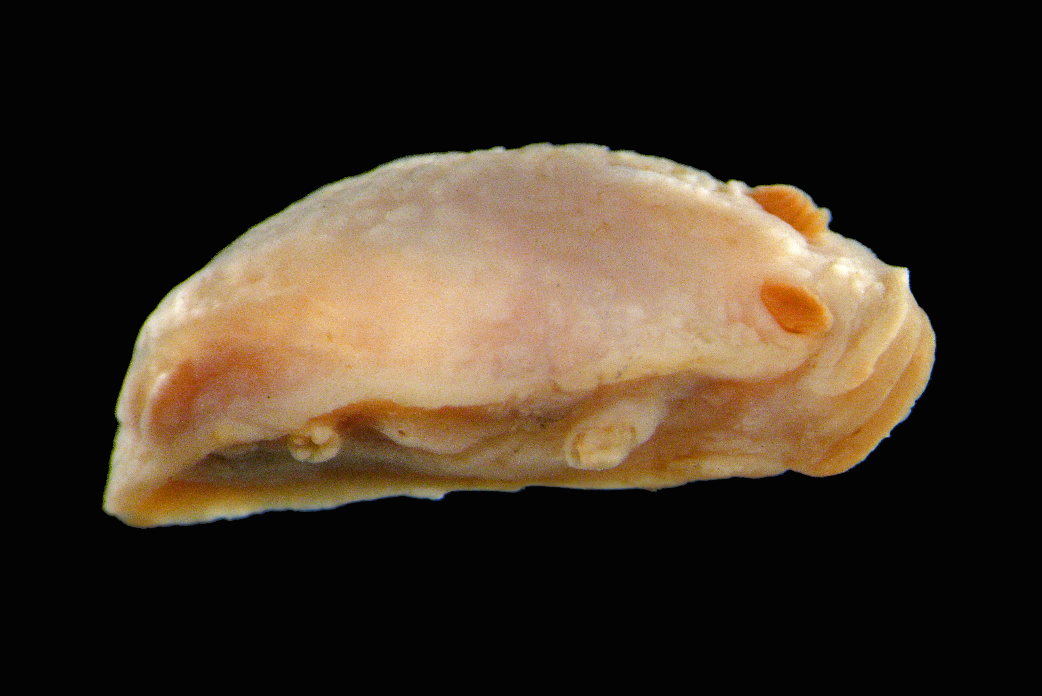 Nakensnegler: Doridoxa walteri.