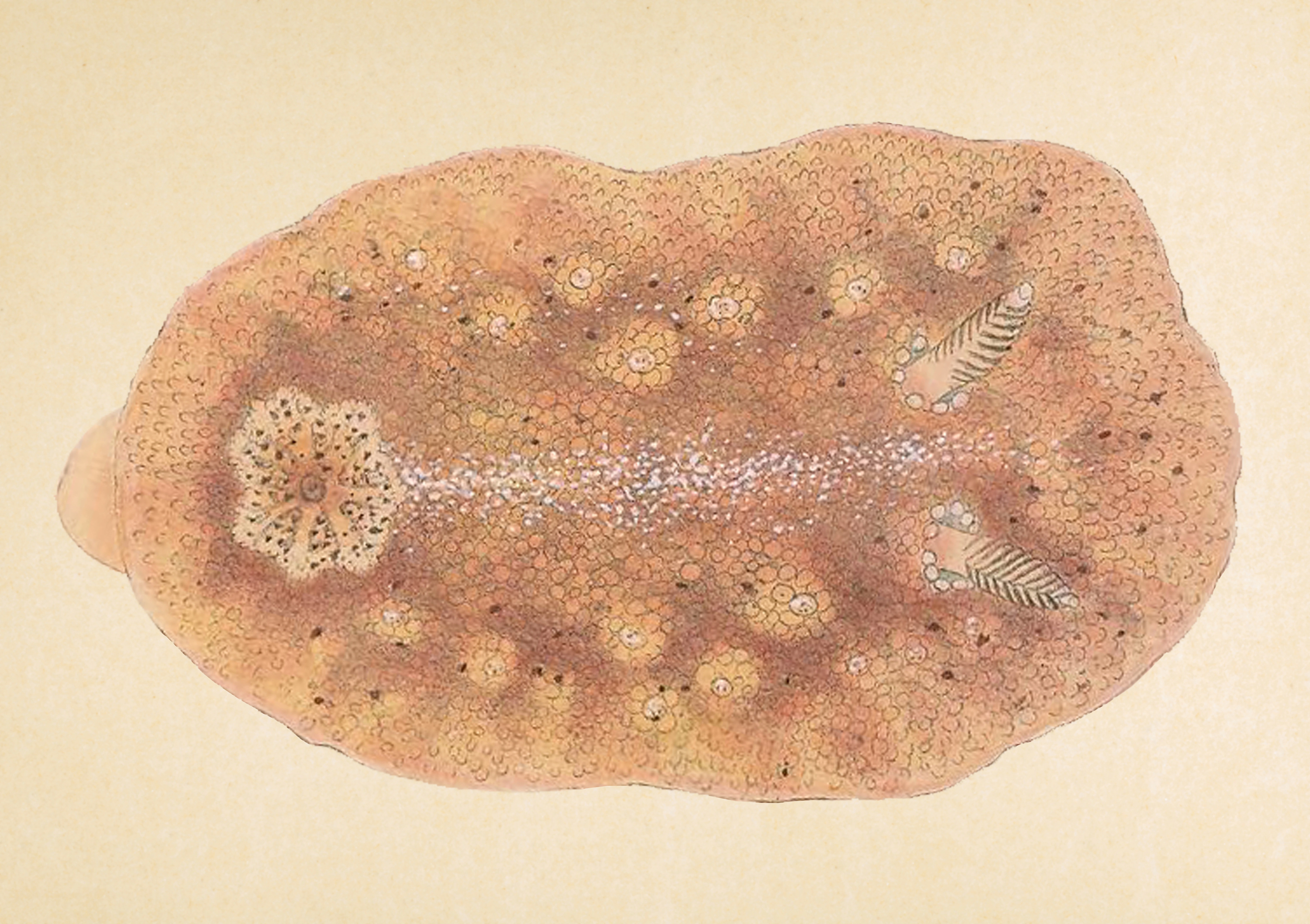 Snegler: Geitodoris planata.