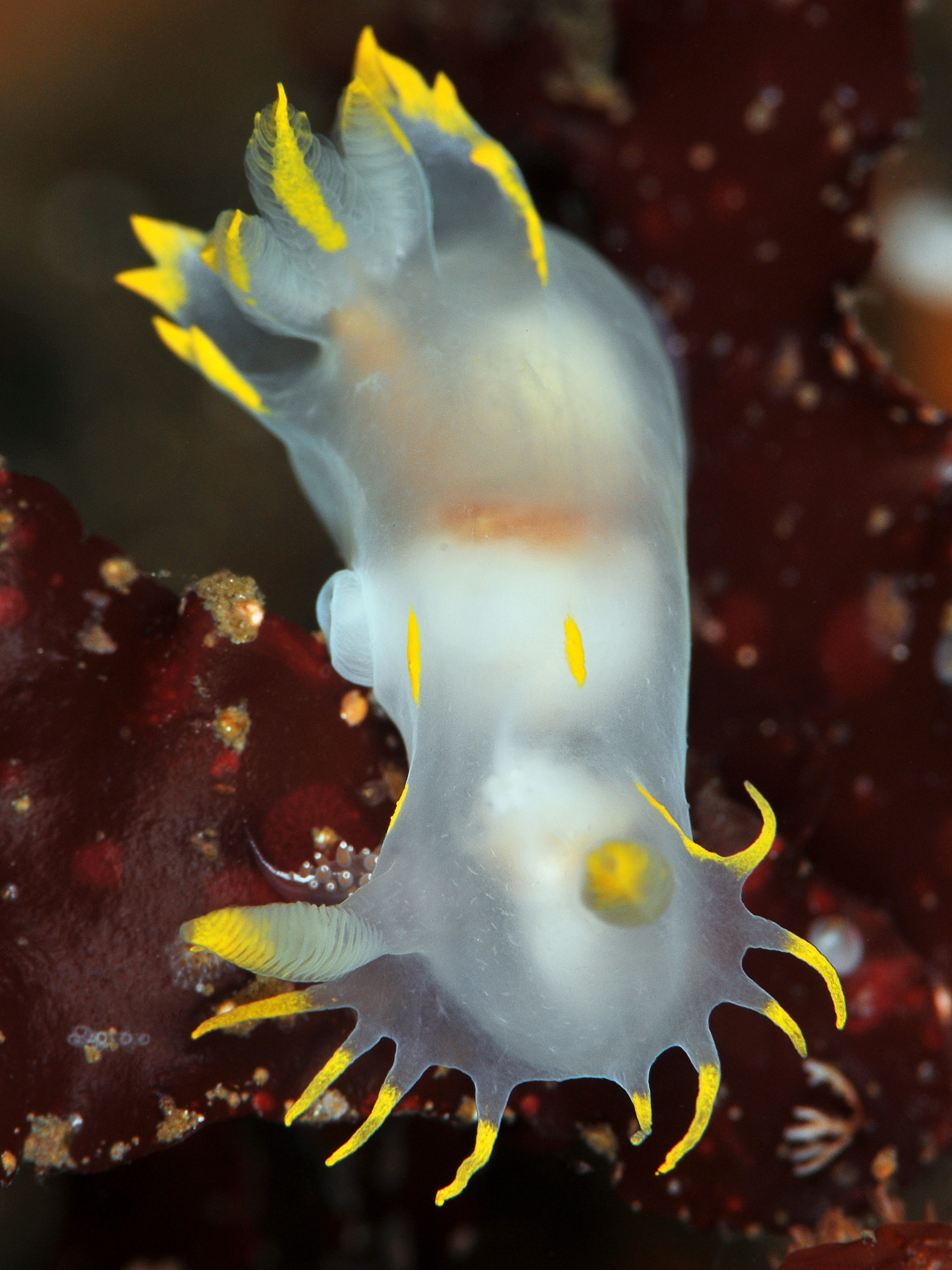 Snegler: Polycera faeroensis.