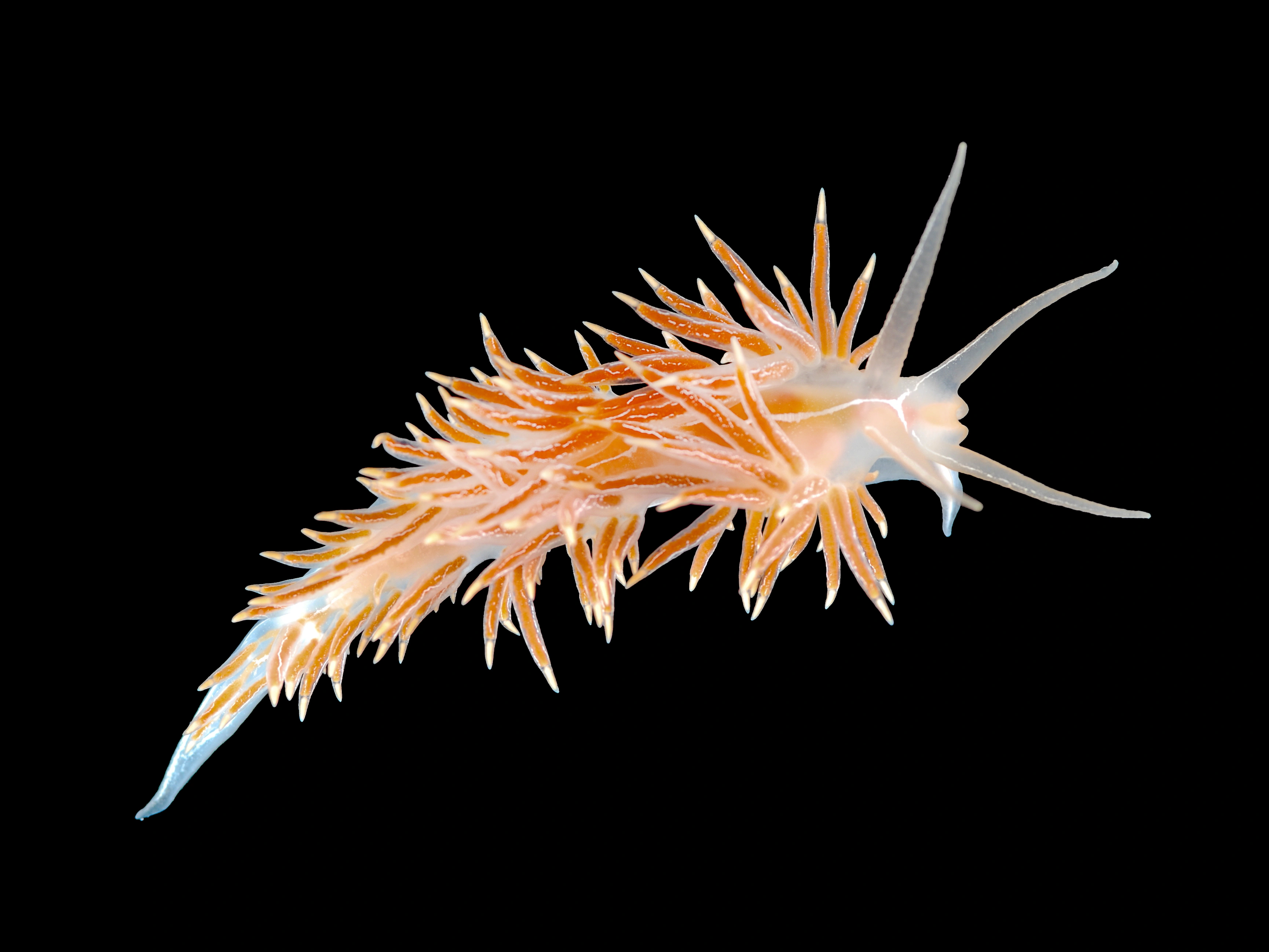 Nakensnegler: Coryphella chriskaugei.