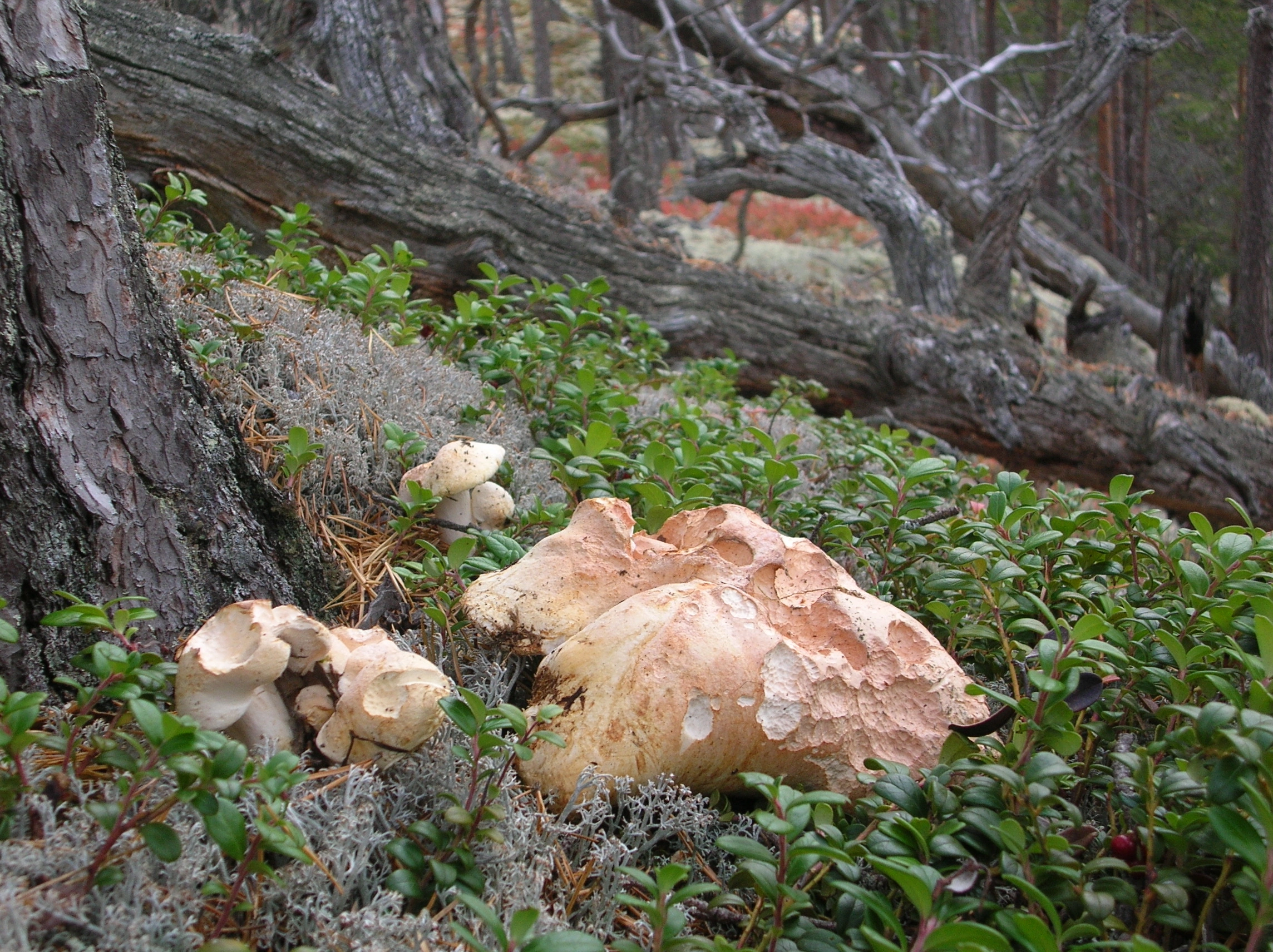 Franskbrødsopp.