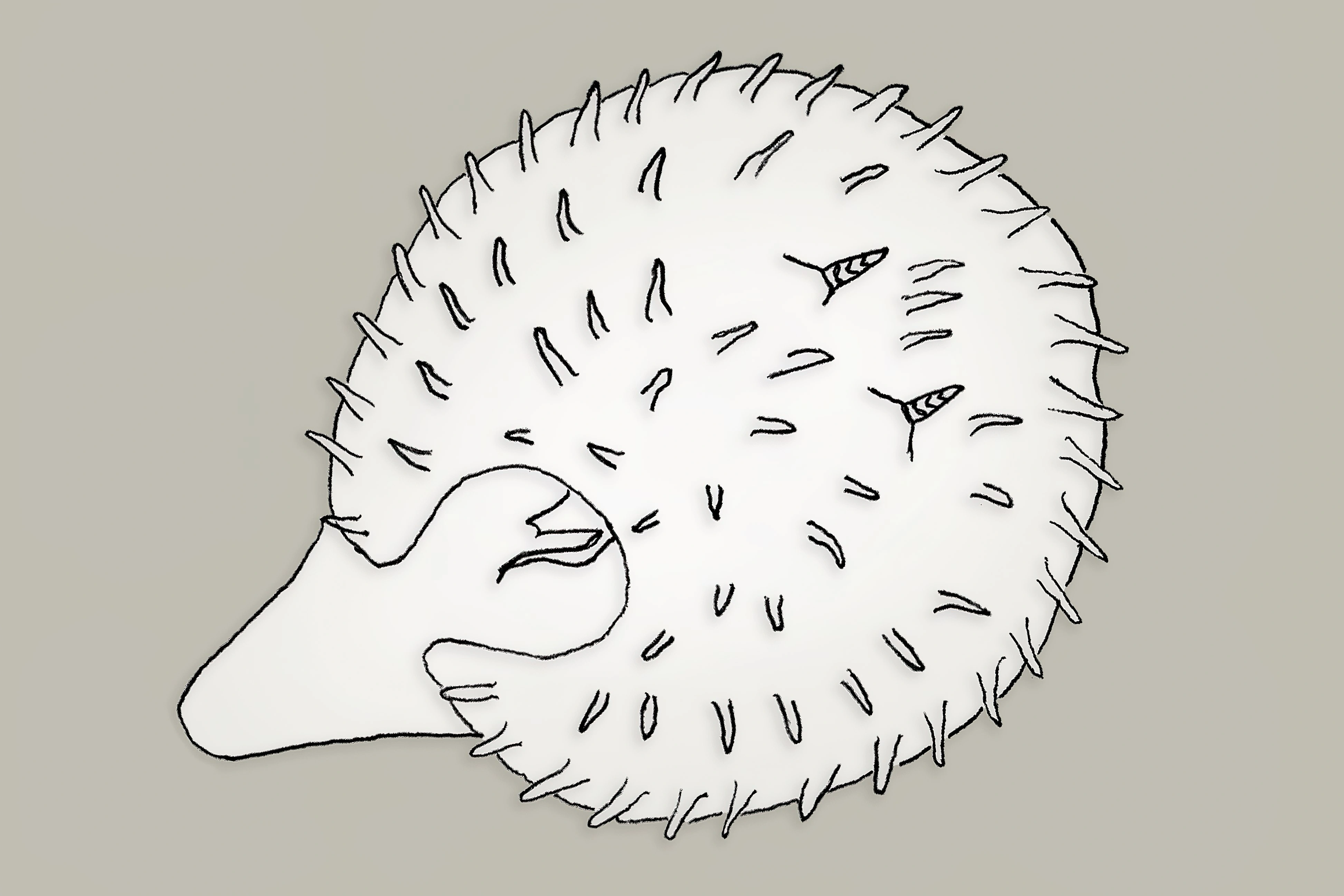 Nakensnegler: Echinocorambe brattegardi.