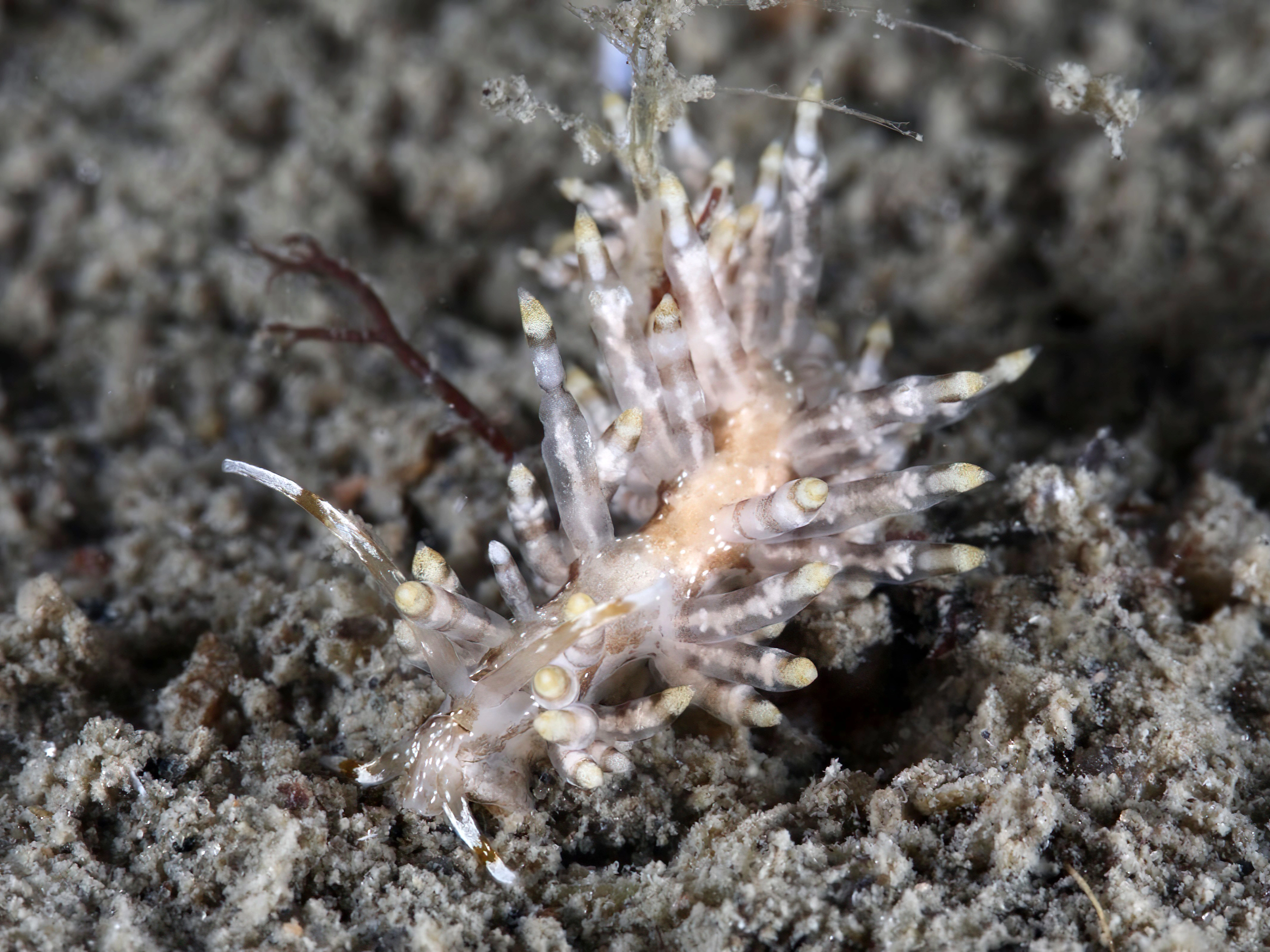 Snegler: Eubranchus vittatus.