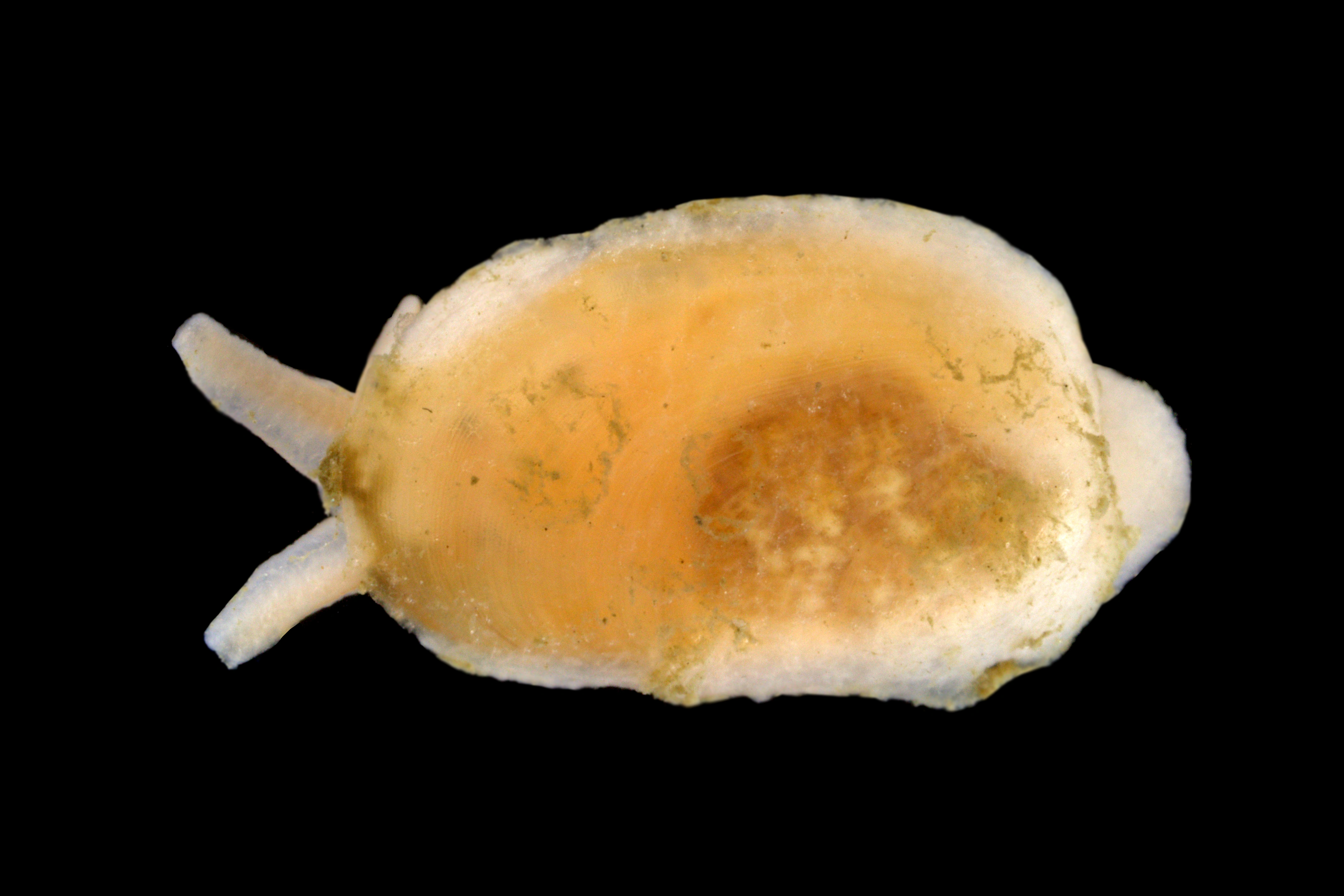 Snegler: Berthella sideralis.