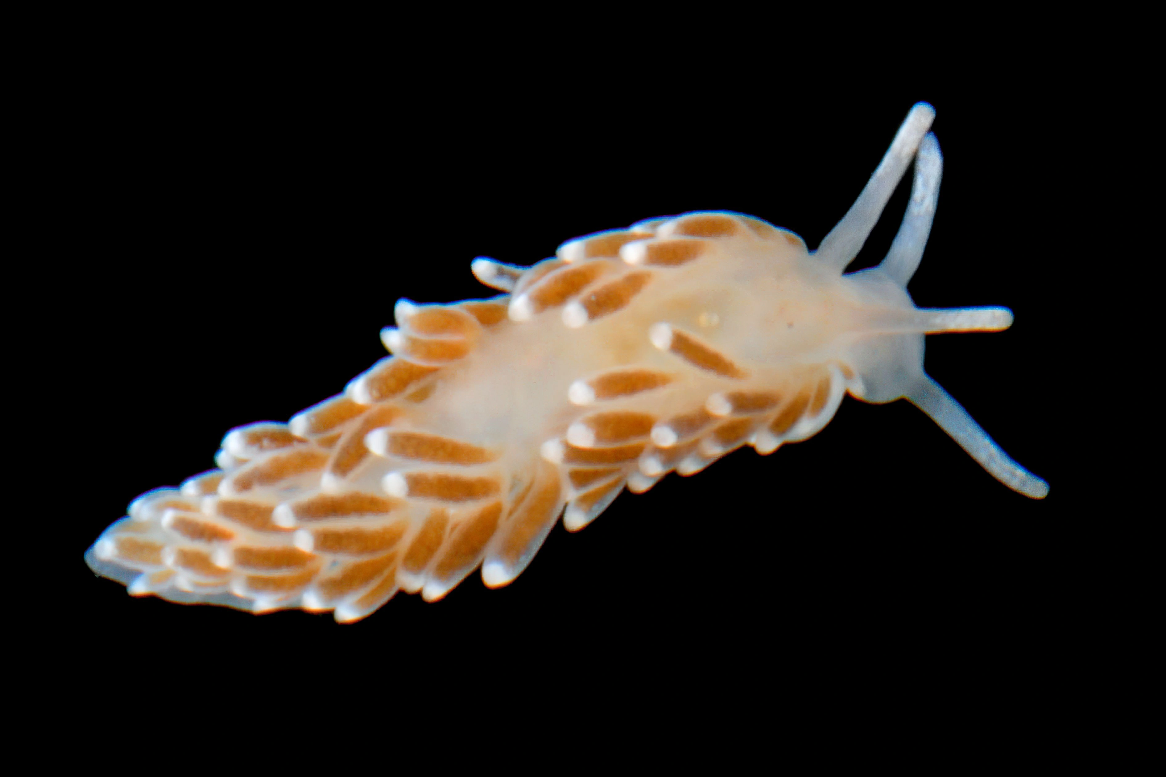 Snegler: Cuthonella concinna.