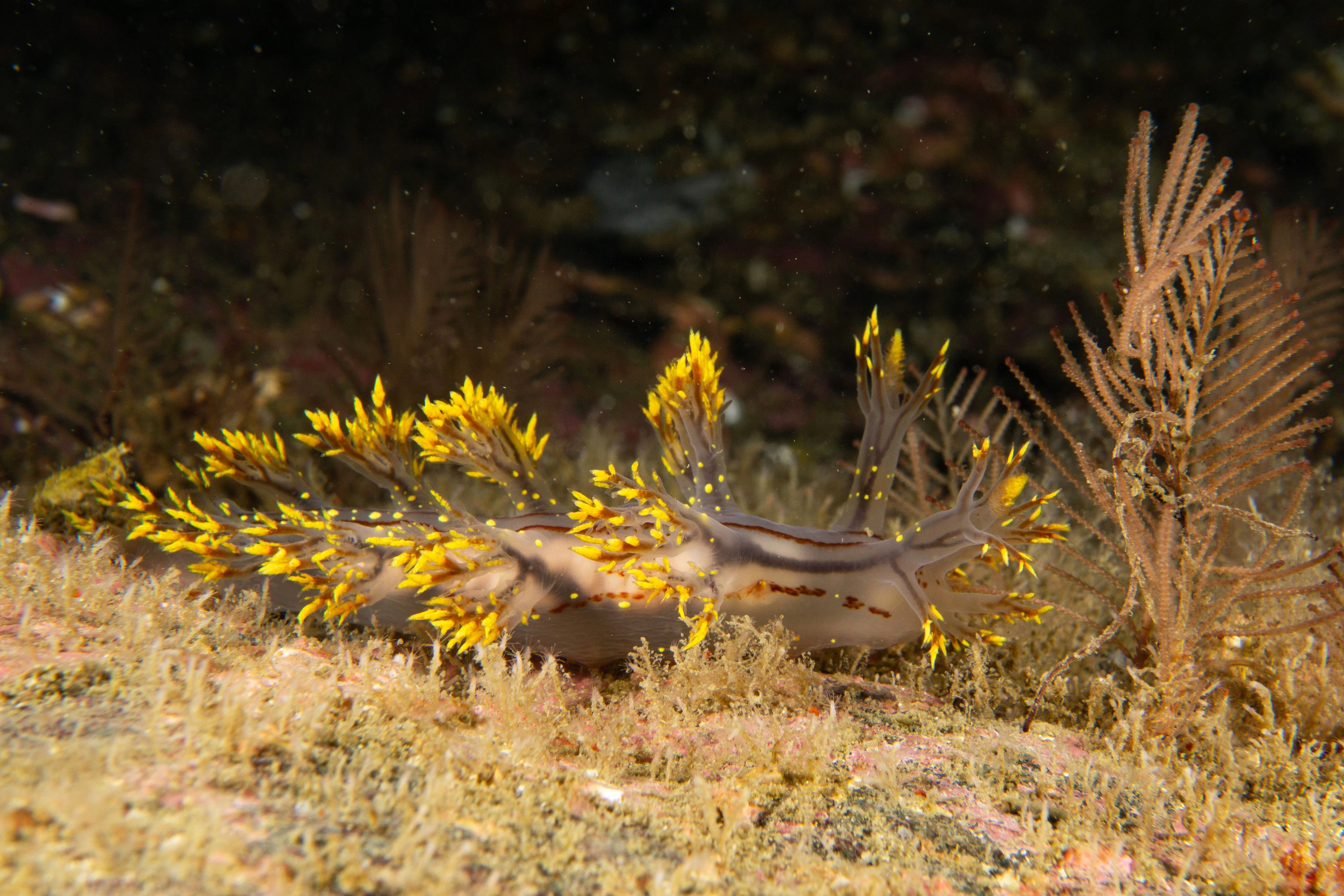 Snegler: Dendronotus yrjargul.