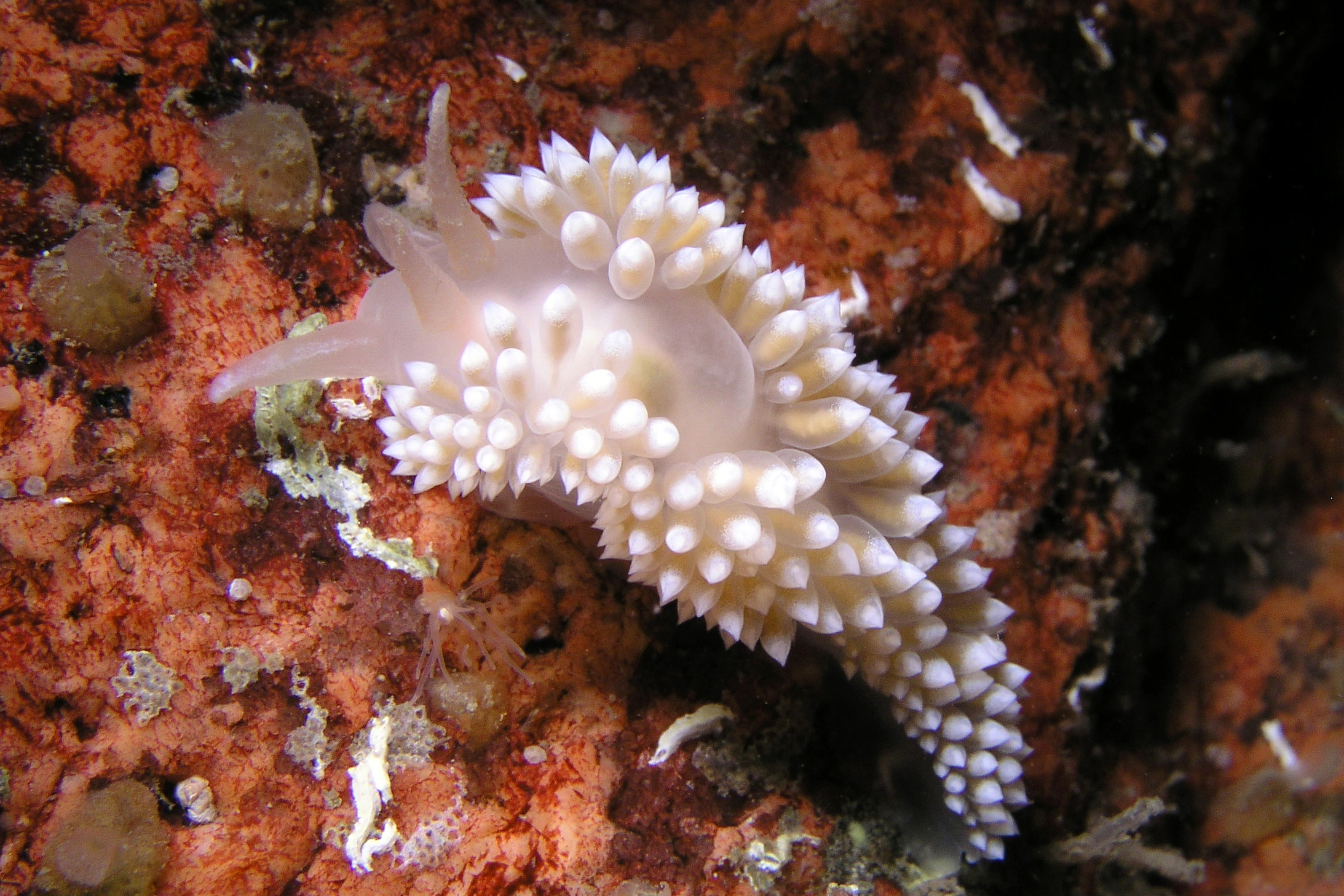 Snegler: Coryphella verrucosa.