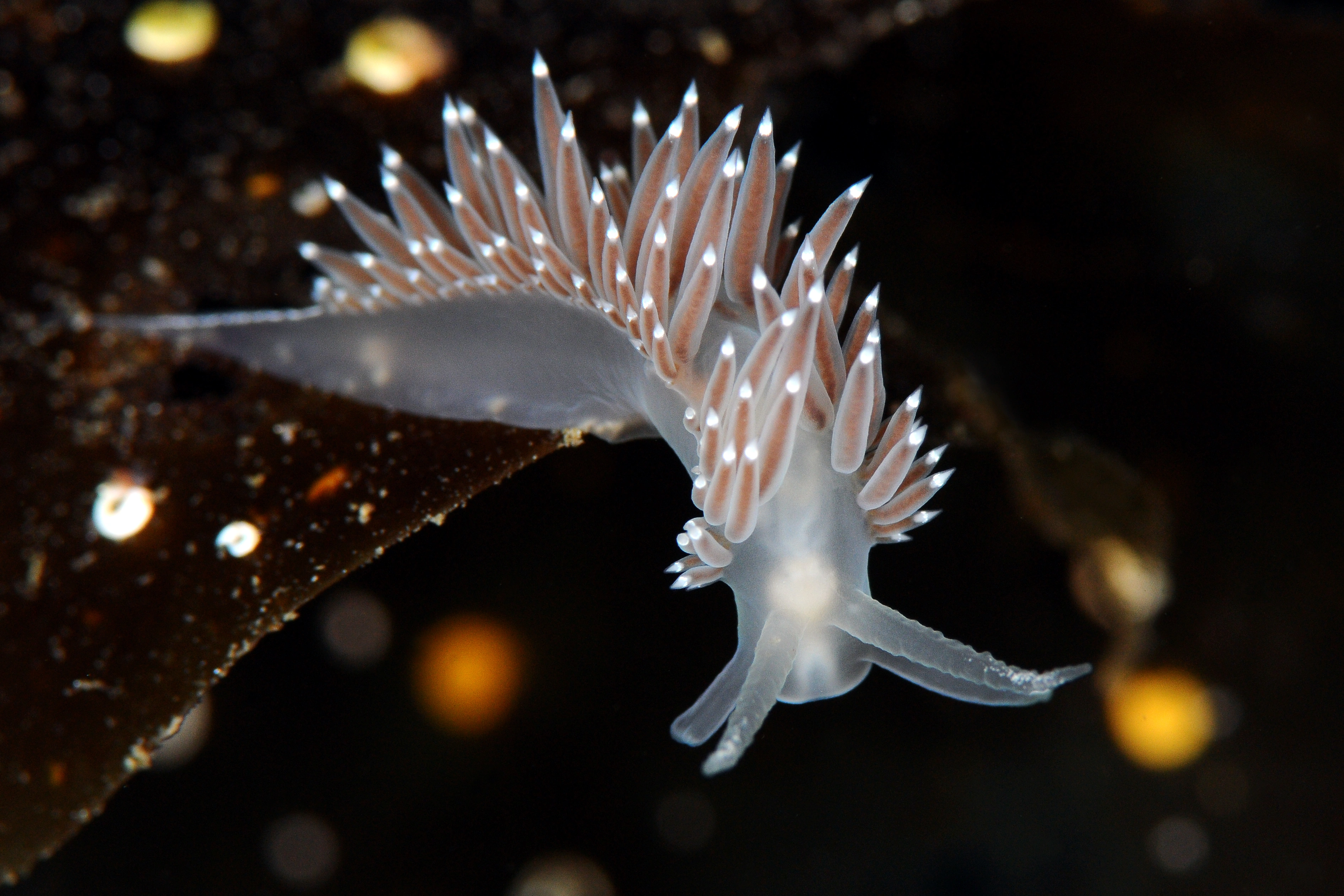 Snegler: Coryphella verrucosa.