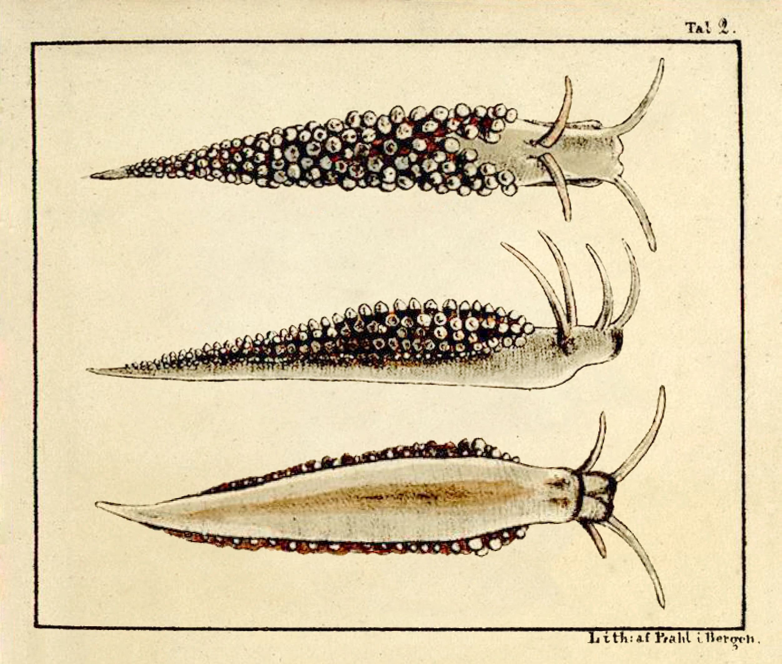 Snegler: Coryphella verrucosa.