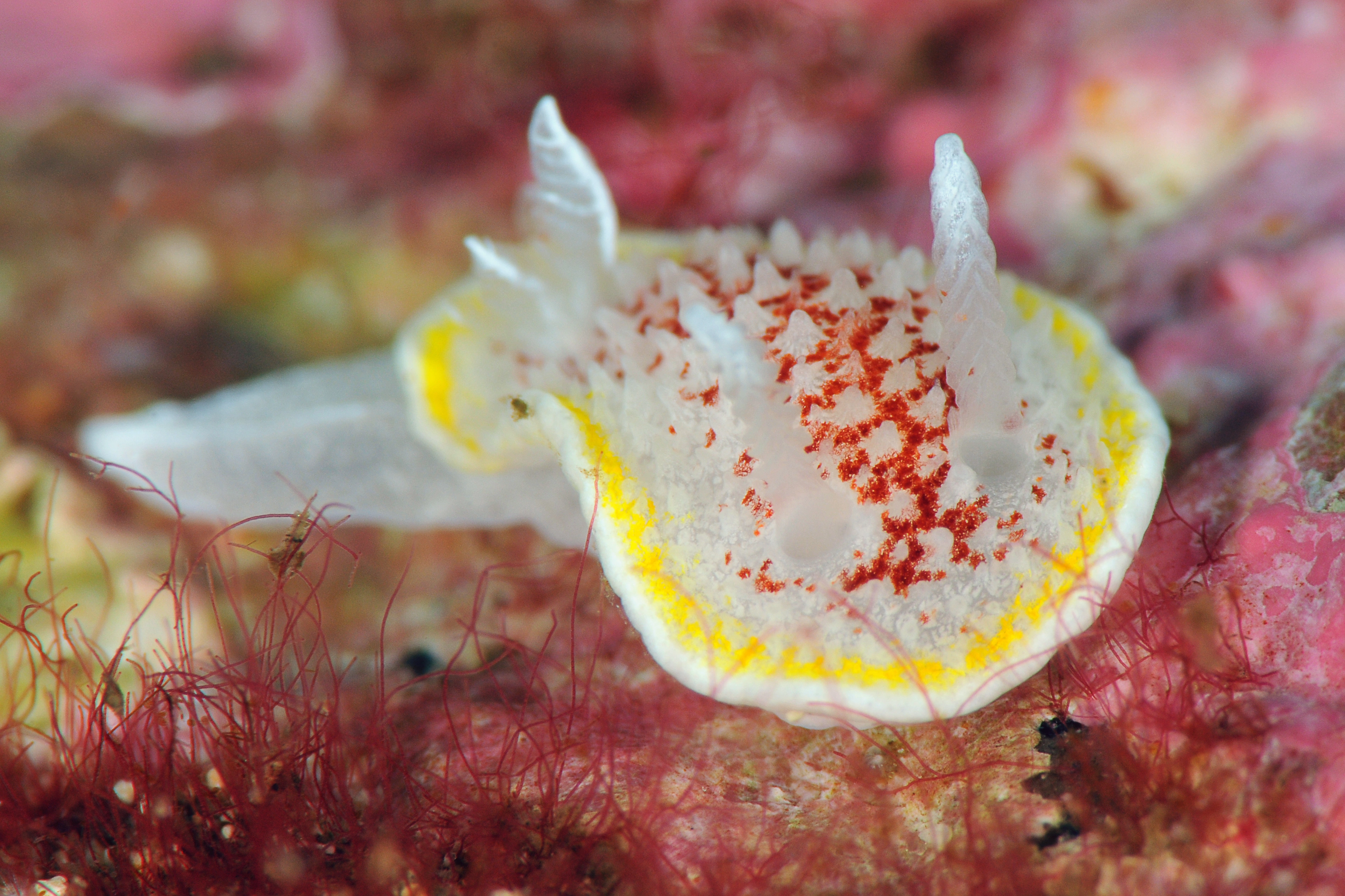 Snegler: Diaphorodoris luteocincta.