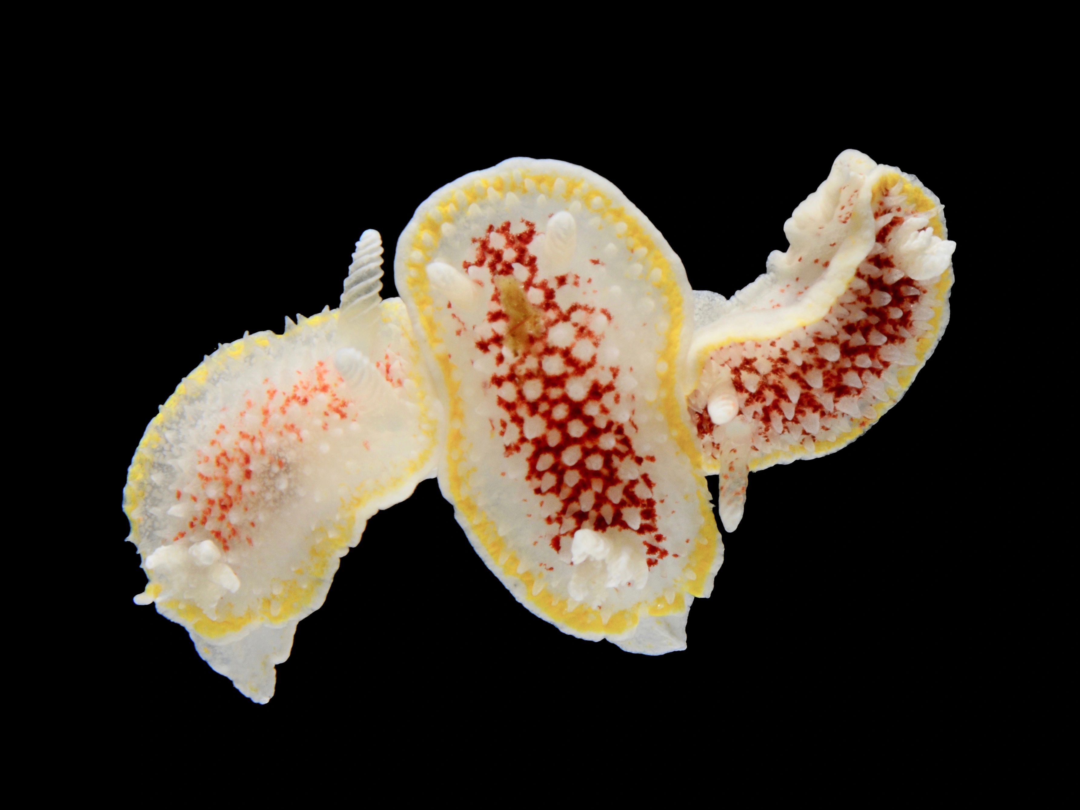 Snegler: Diaphorodoris luteocincta.