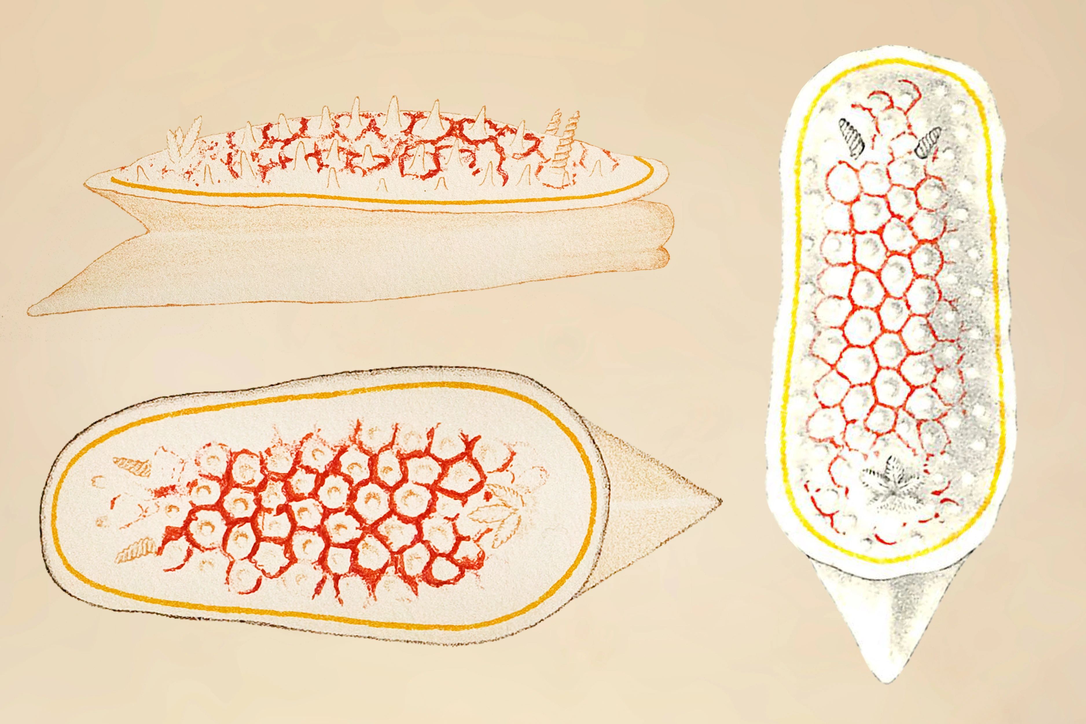 Snegler: Diaphorodoris luteocincta.