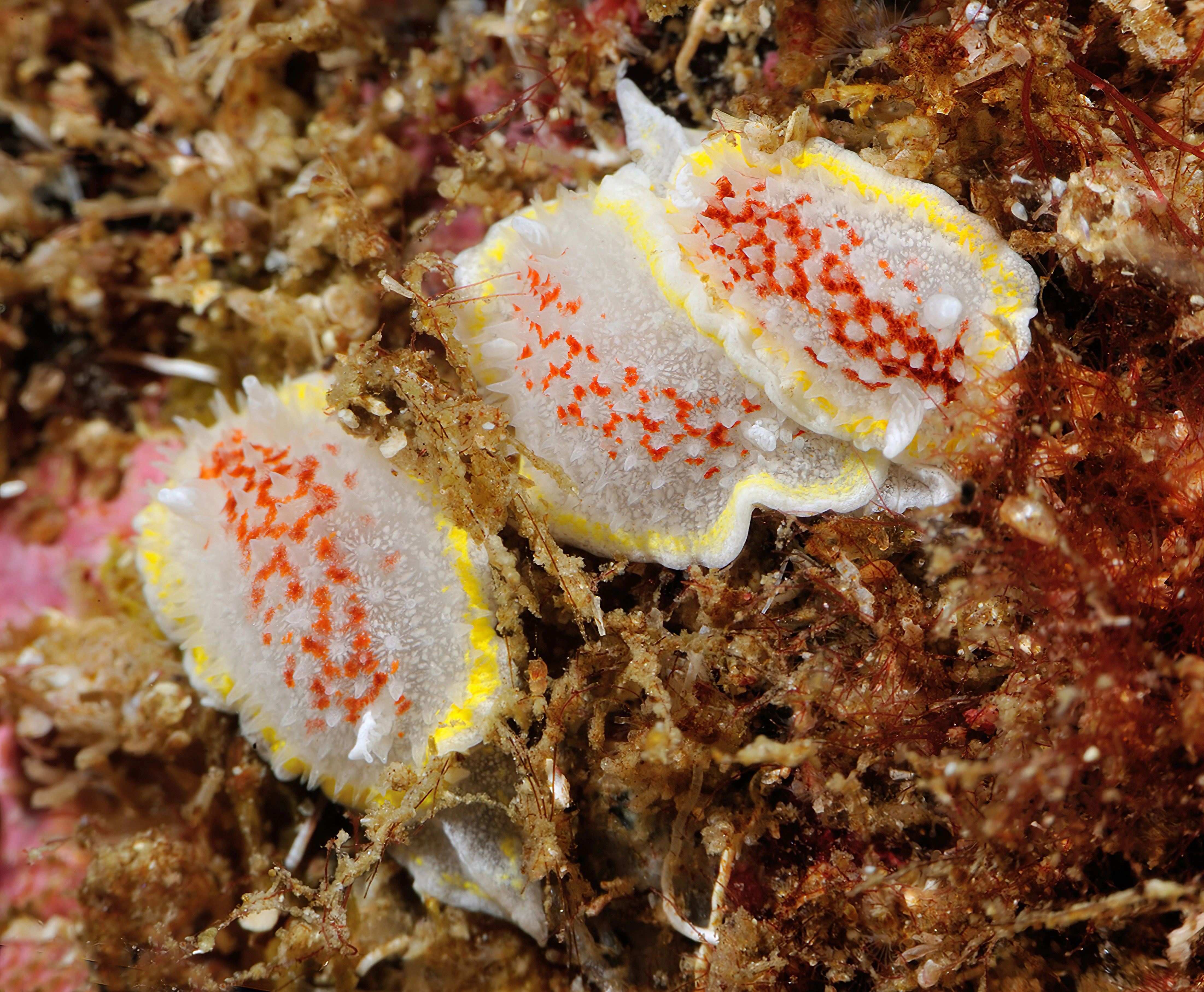 Nakensnegler: Diaphorodoris luteocincta.