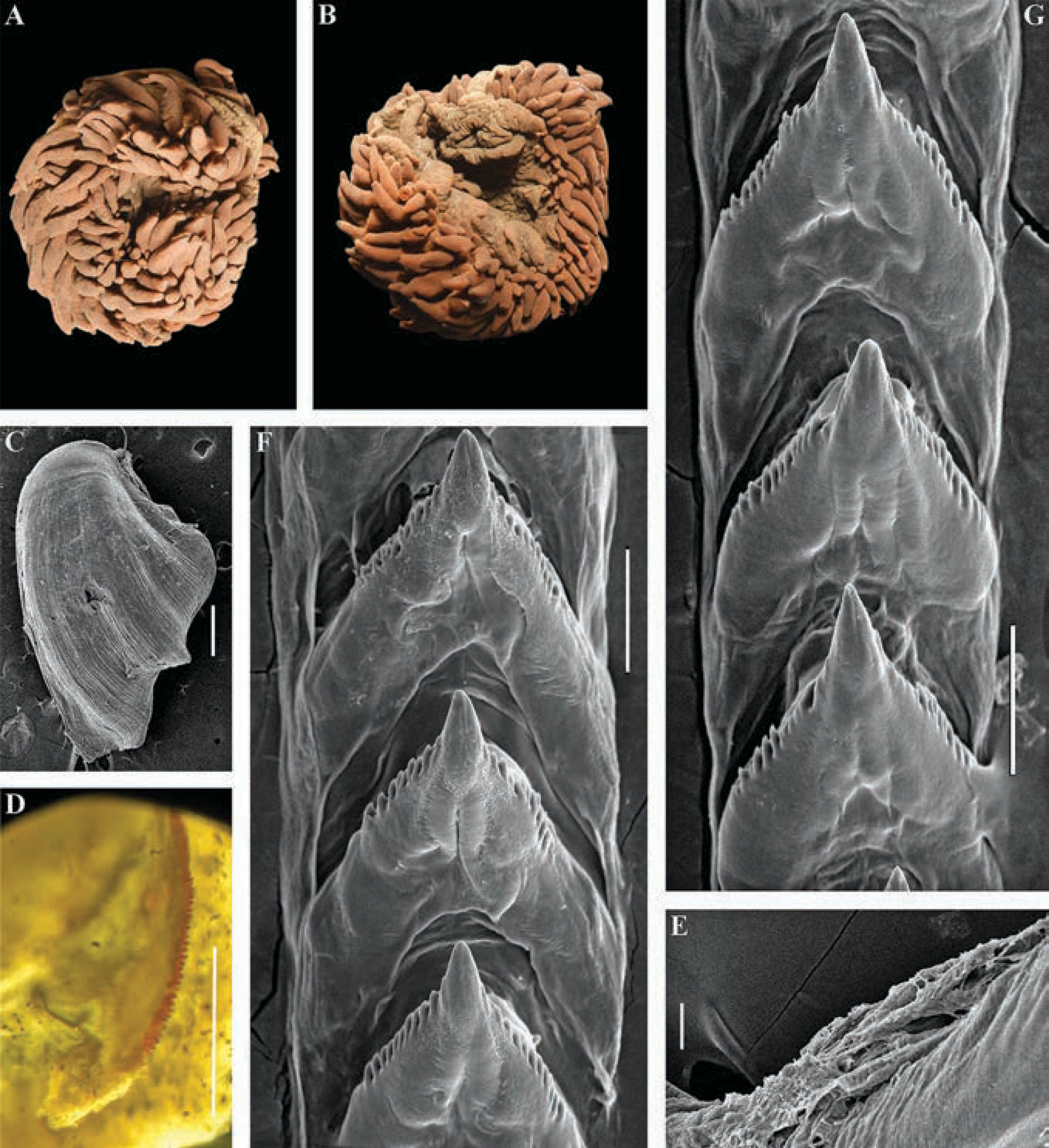 Snegler: Cuthonella abyssicola.